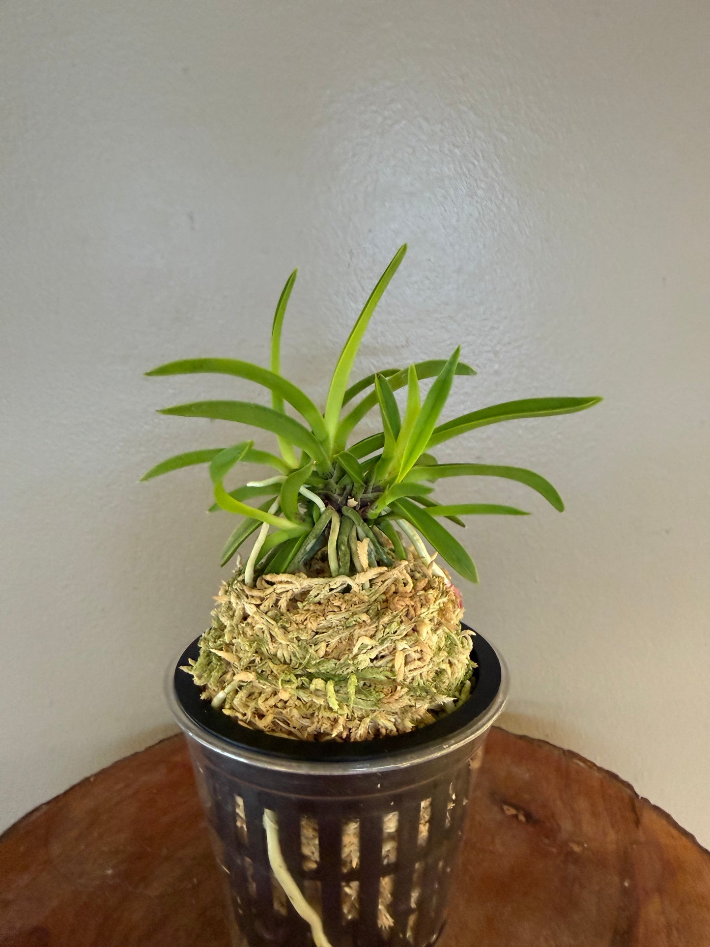 Neofinetia falcata Seoho 瑞虎