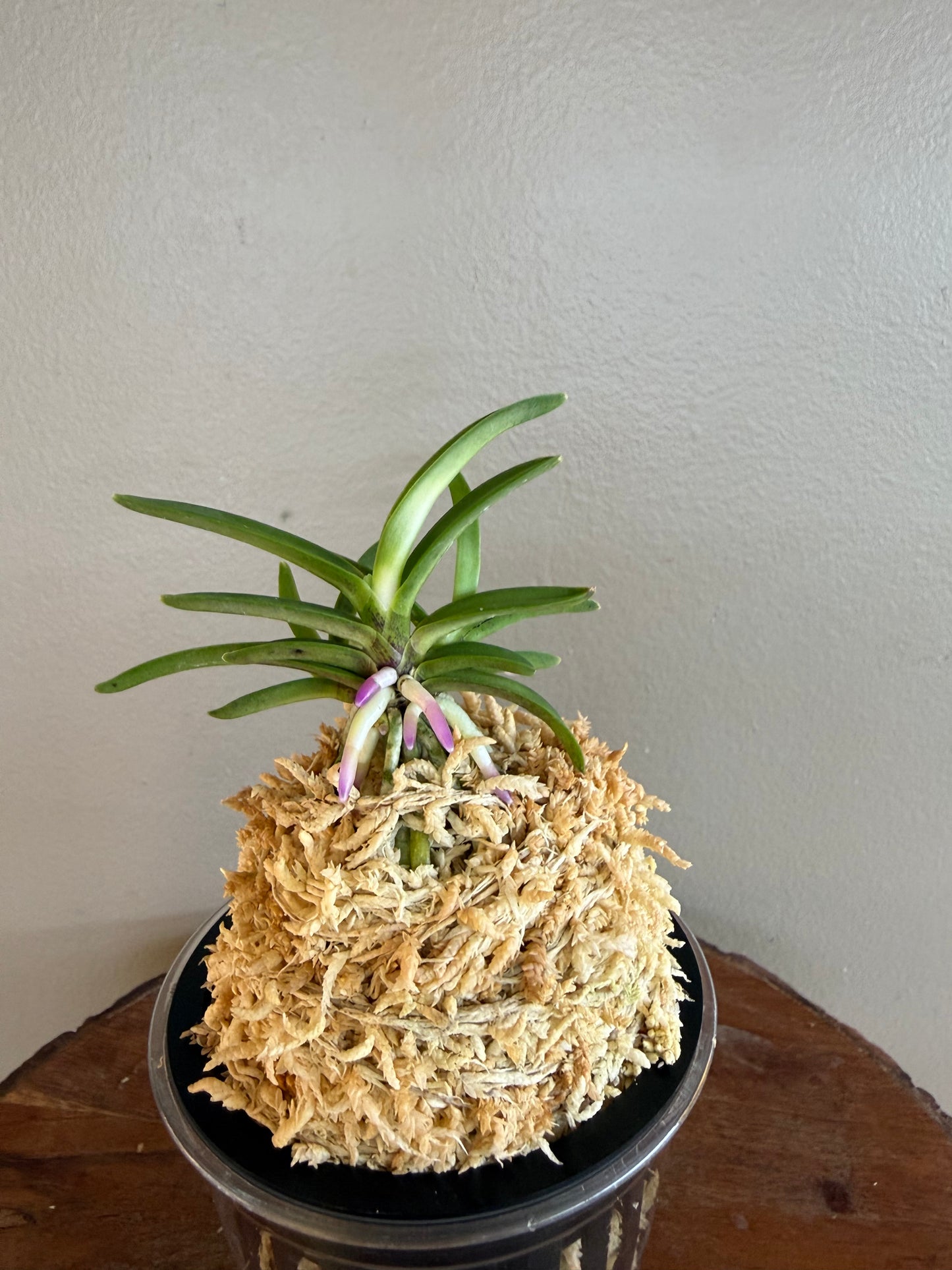 Neofinetia falcata Homeiden 豊明殿