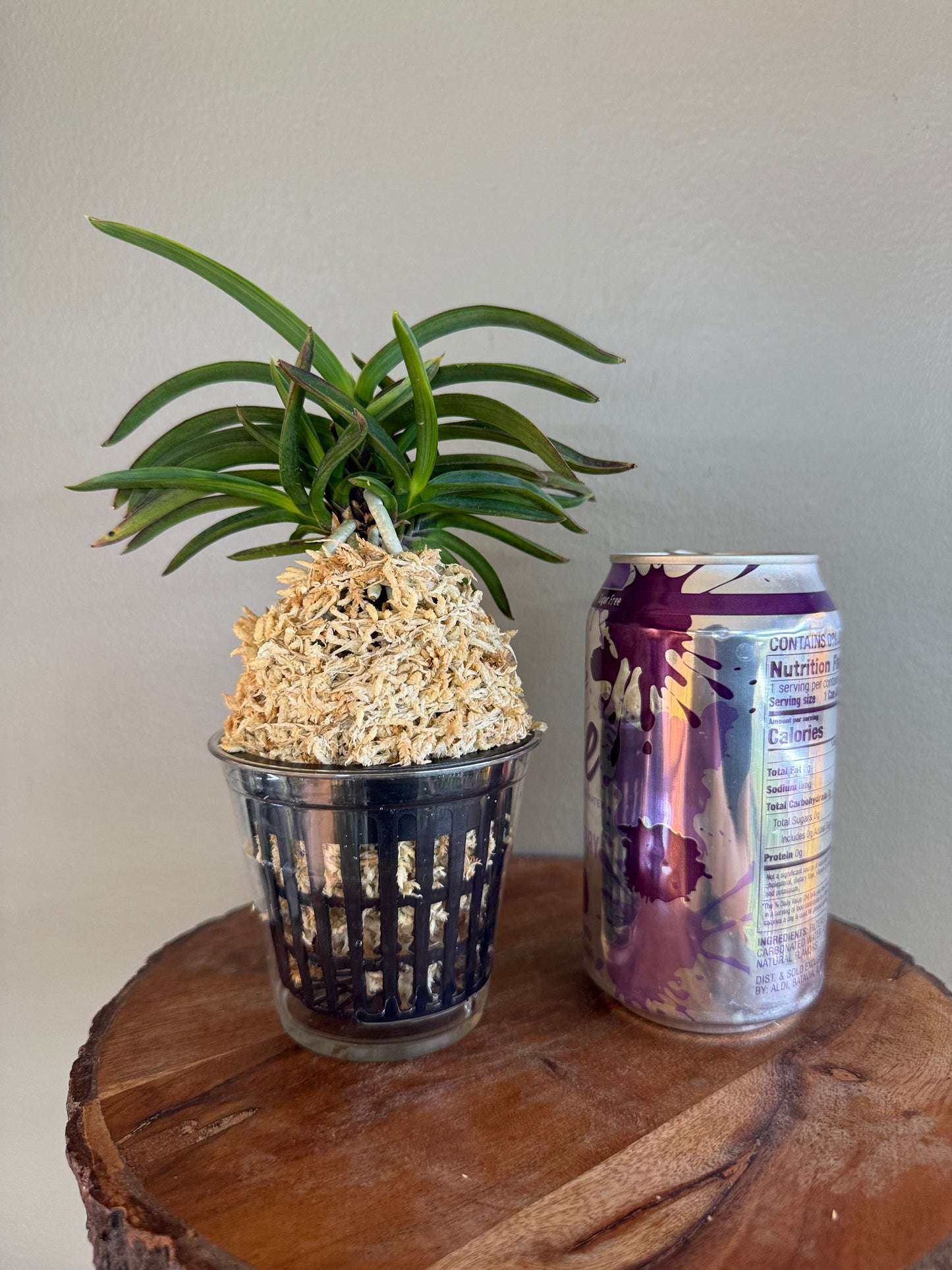 Neofinetia falcata Beniogi 紅扇