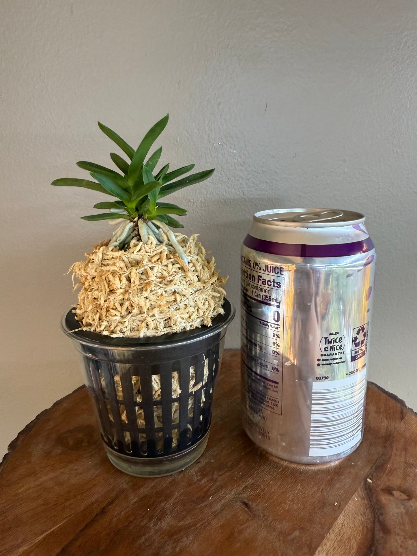 Neofinetia falcata Tamakongo 玉金剛