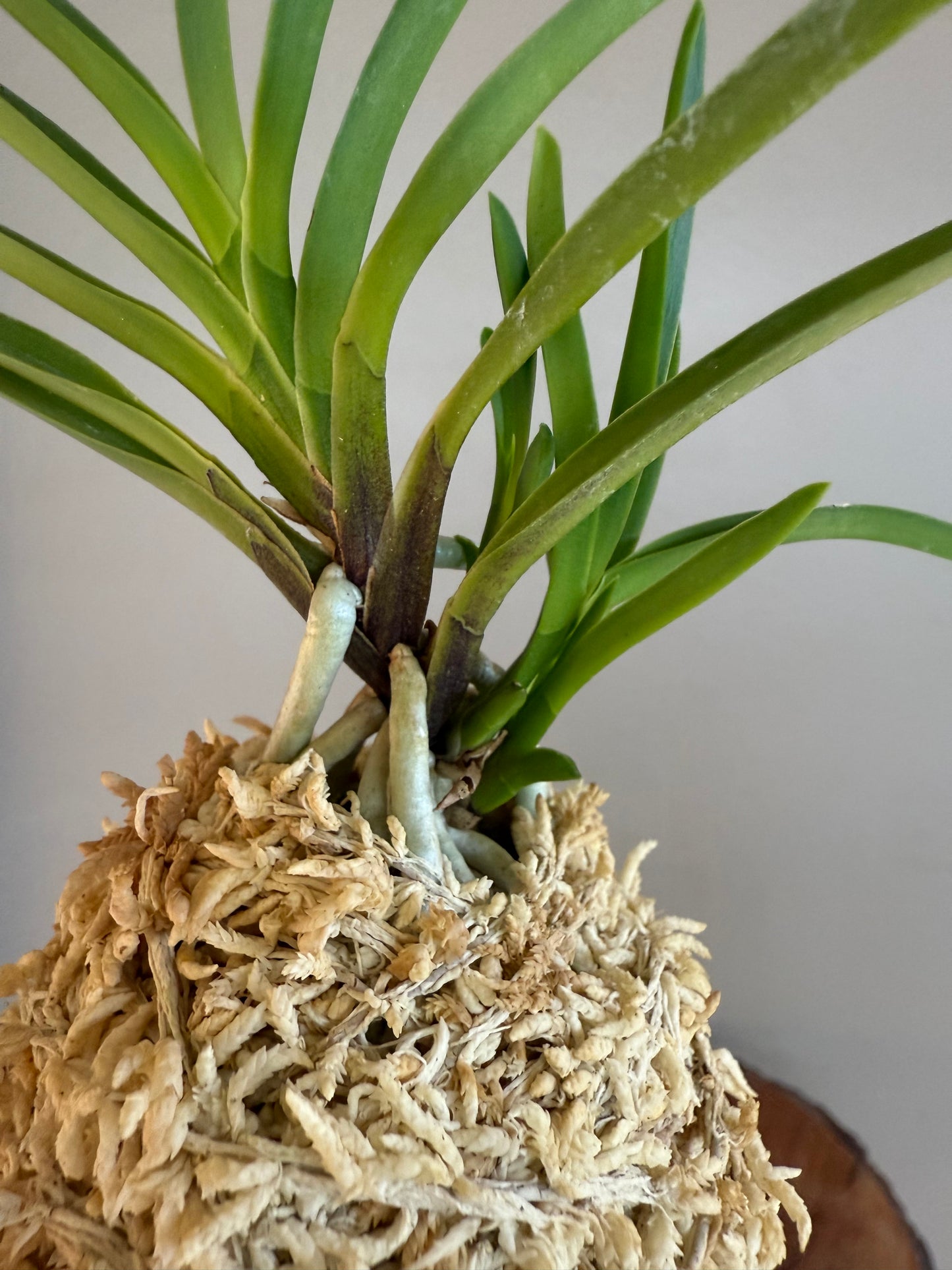 Neofinetia falcata Manjushage 曼珠沙華