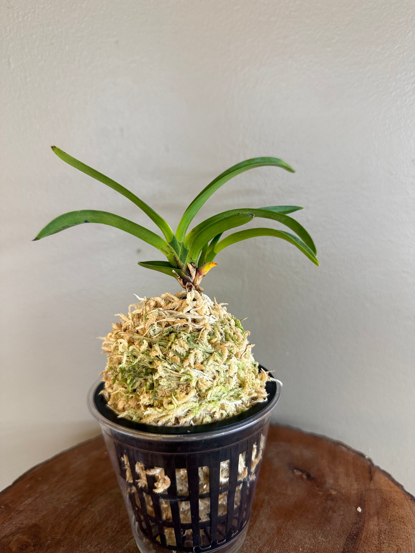 Neofinetia falcata Yamafubuki 山吹雪