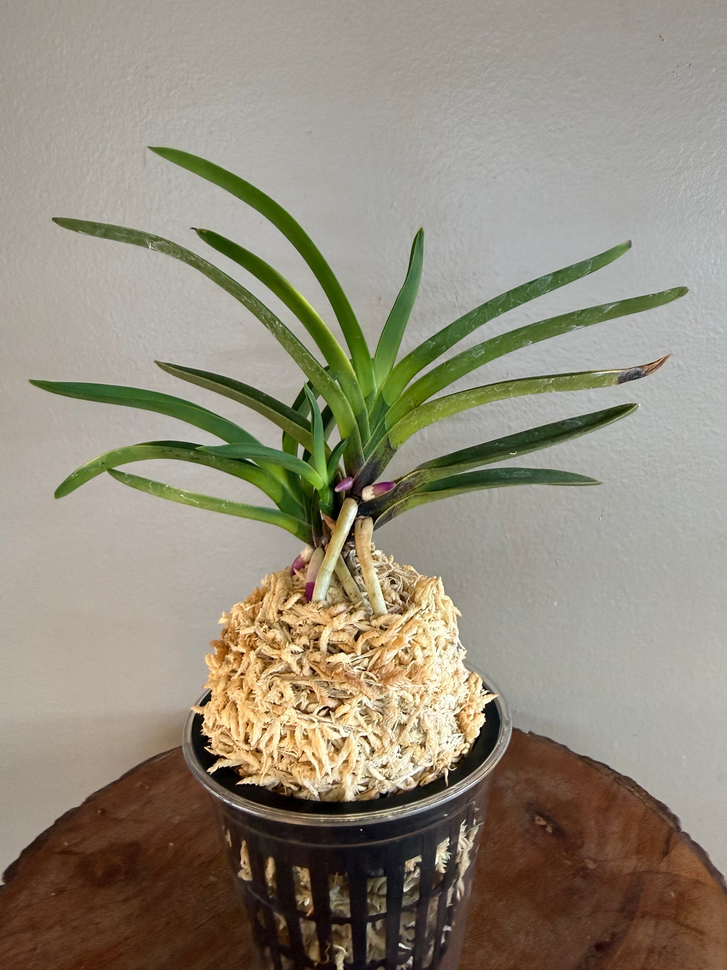 Neofinetia falcata Taiga 大河