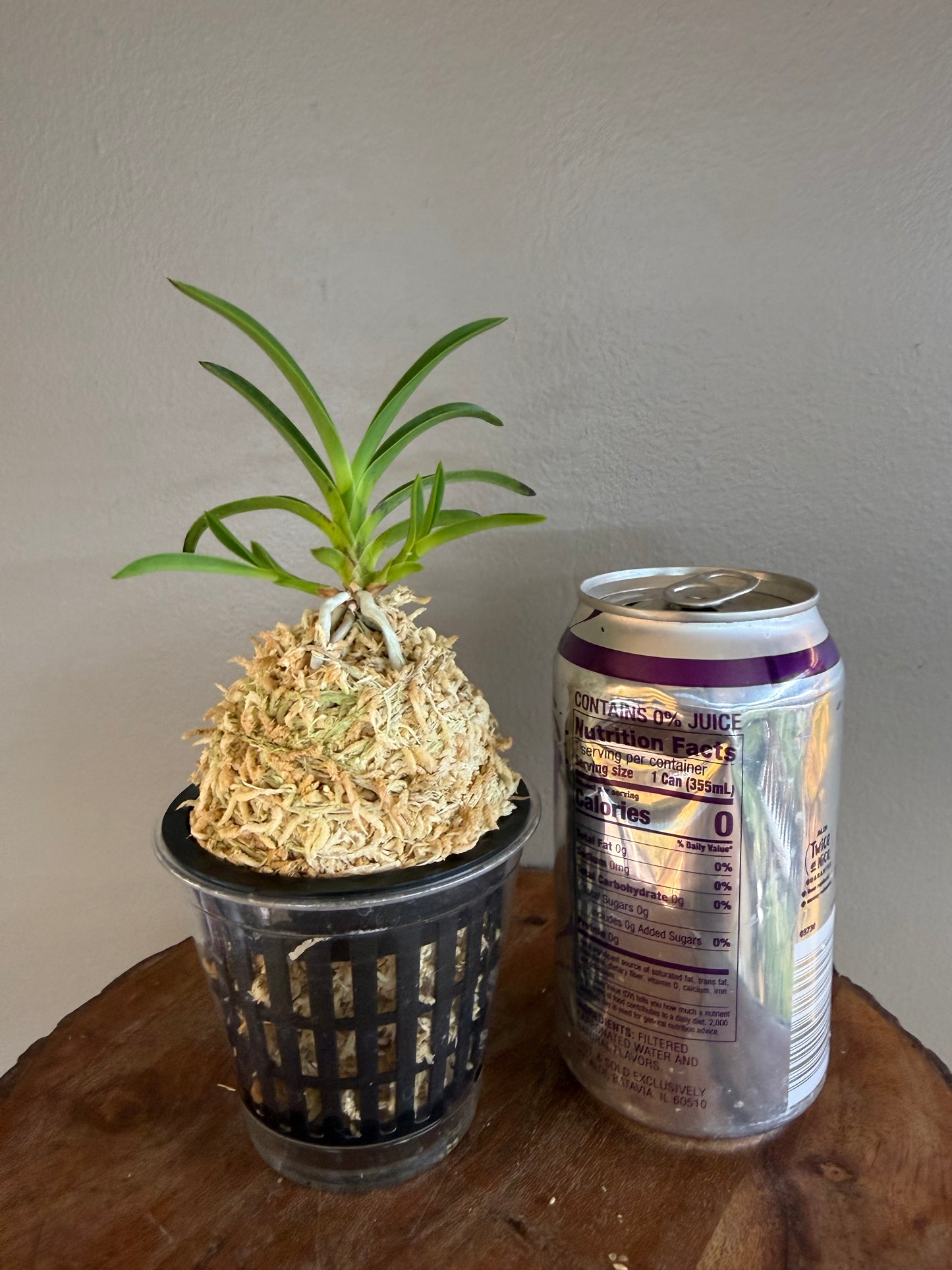 Neofinetia falcata Samjiyeon 三池淵