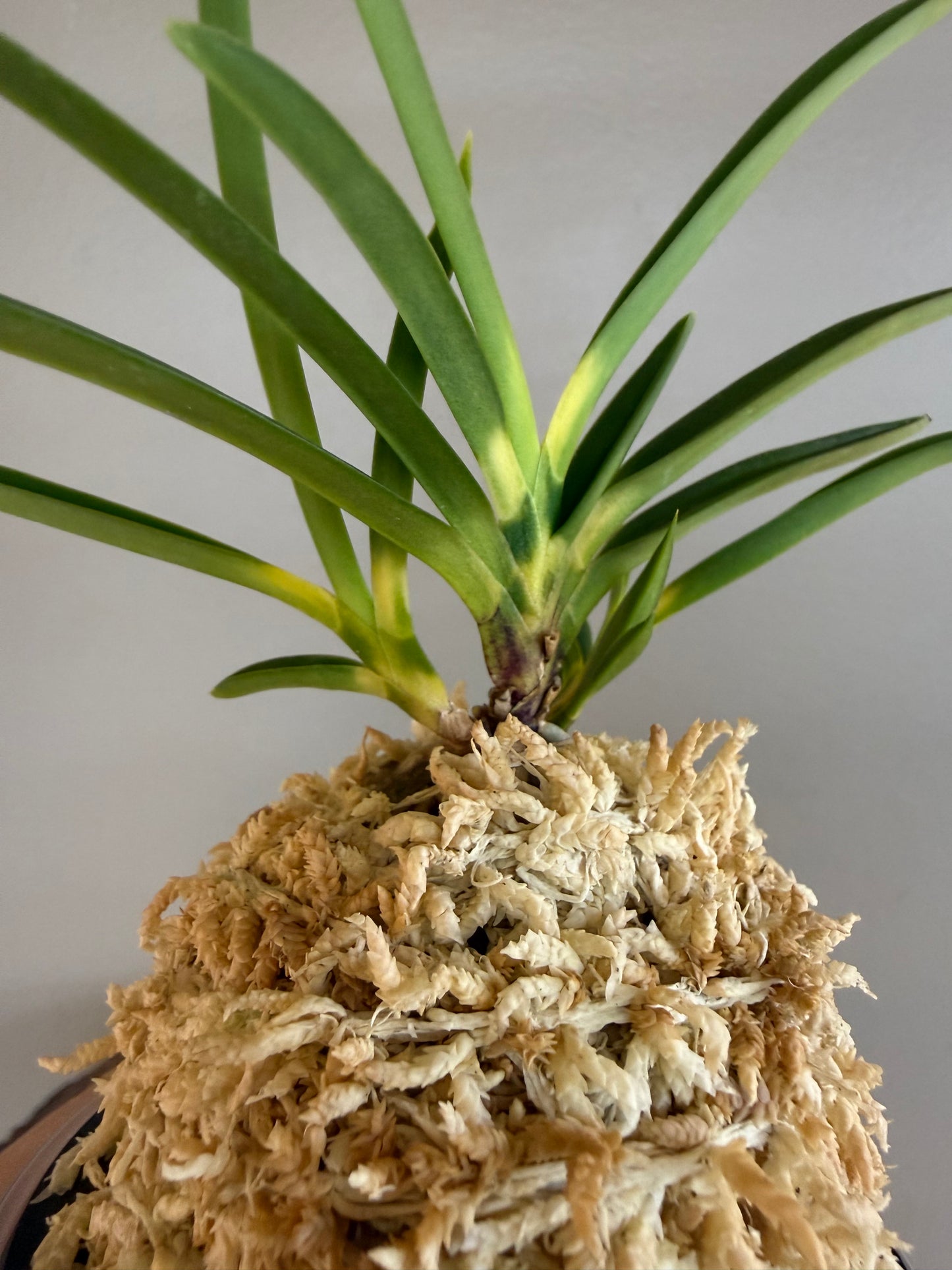 Neofinetia falcata Shinkiro 蜃気楼