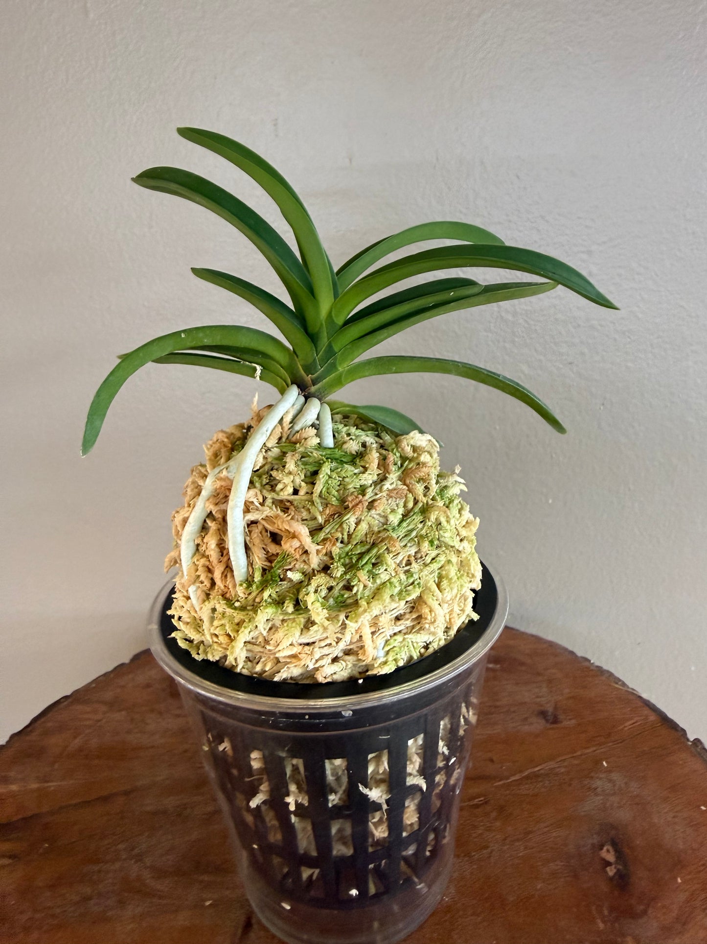 Neofinetia falcata Wonhong 元紅