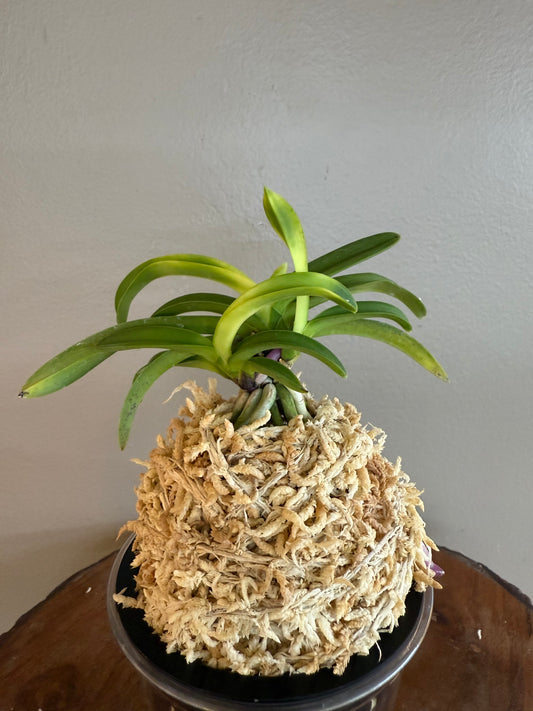 Neofinetia falcata Ooawaumi 大淡海