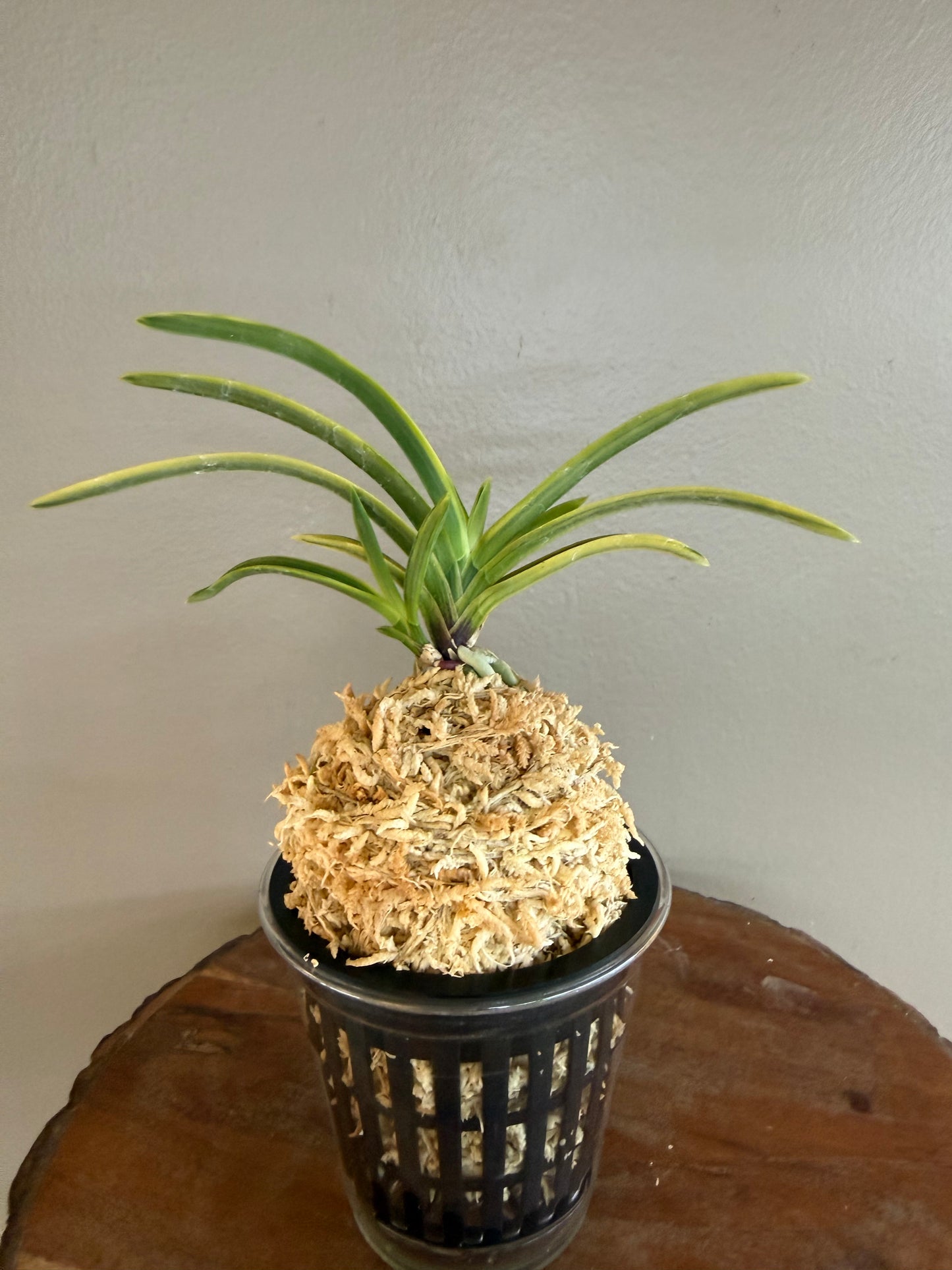 Neofinetia falcata Renjomaru 連城丸