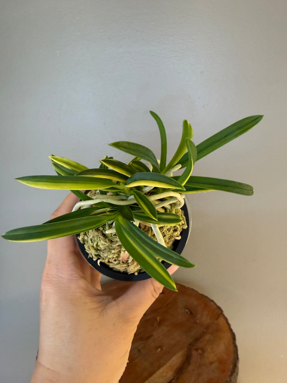 Neofinetia falcata Fugaku 富嶽