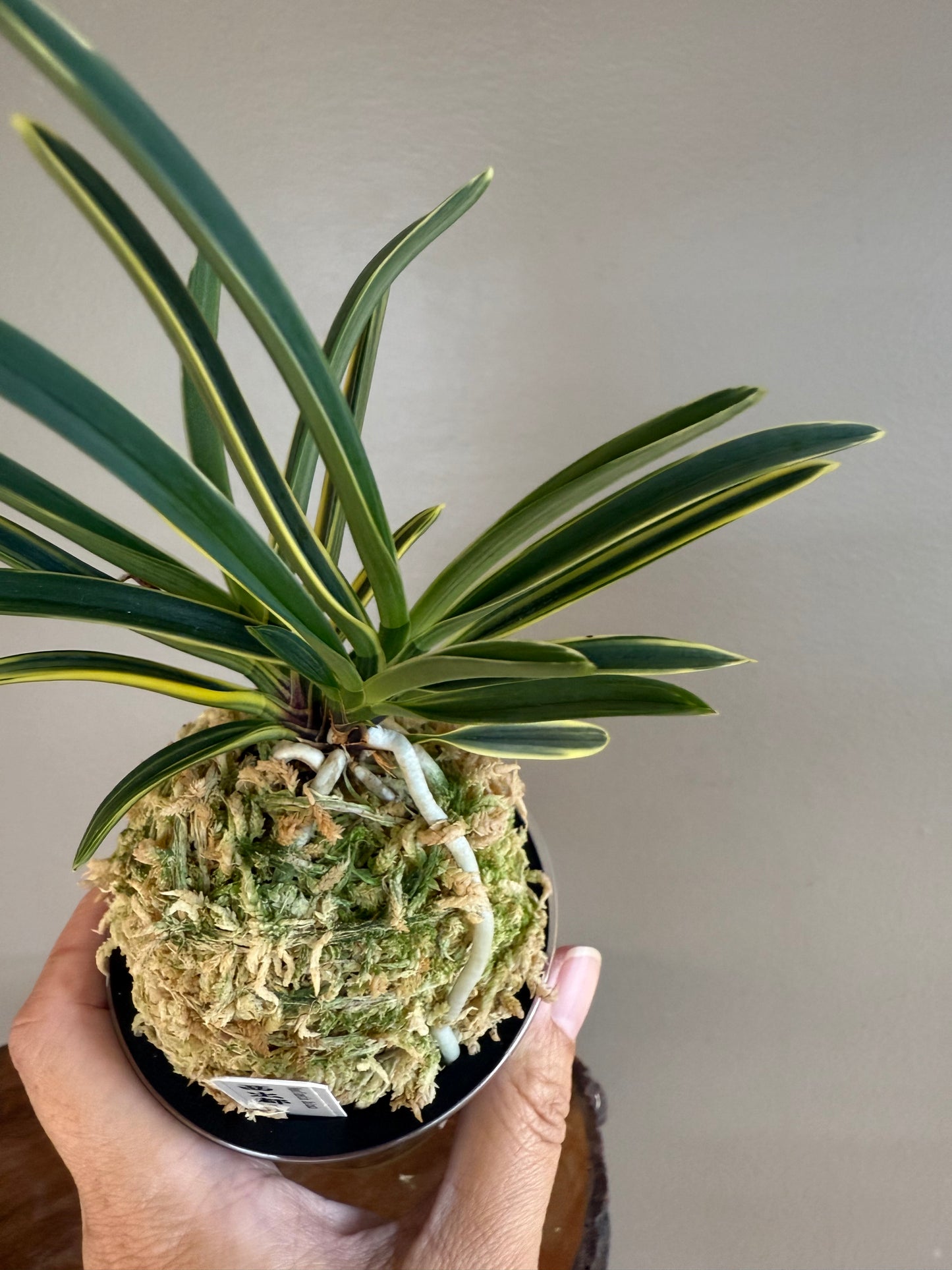 Neofinetia falcata Nishidemiyako 西出都