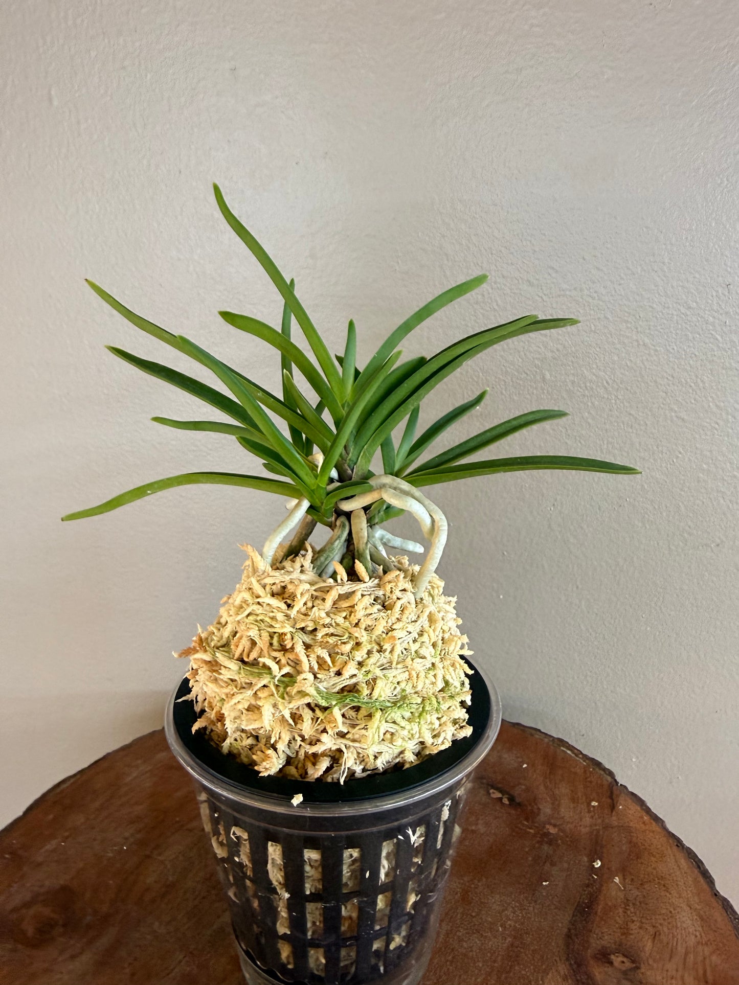 Neofinetia falcata Manjushage 曼珠沙華