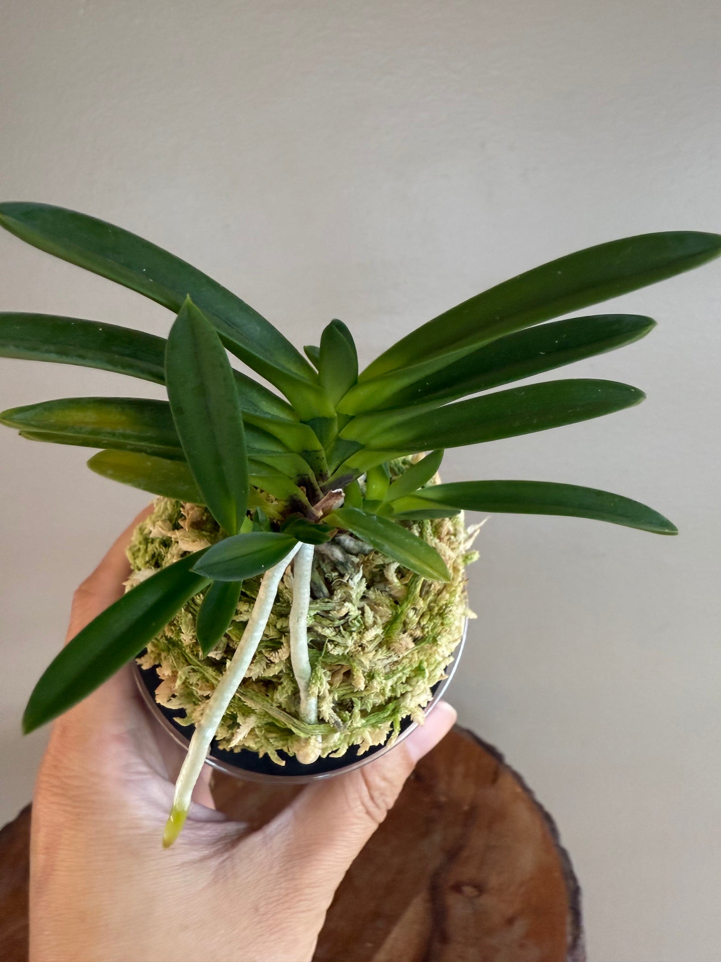 Neofinetia falcata Hongseong 紅星