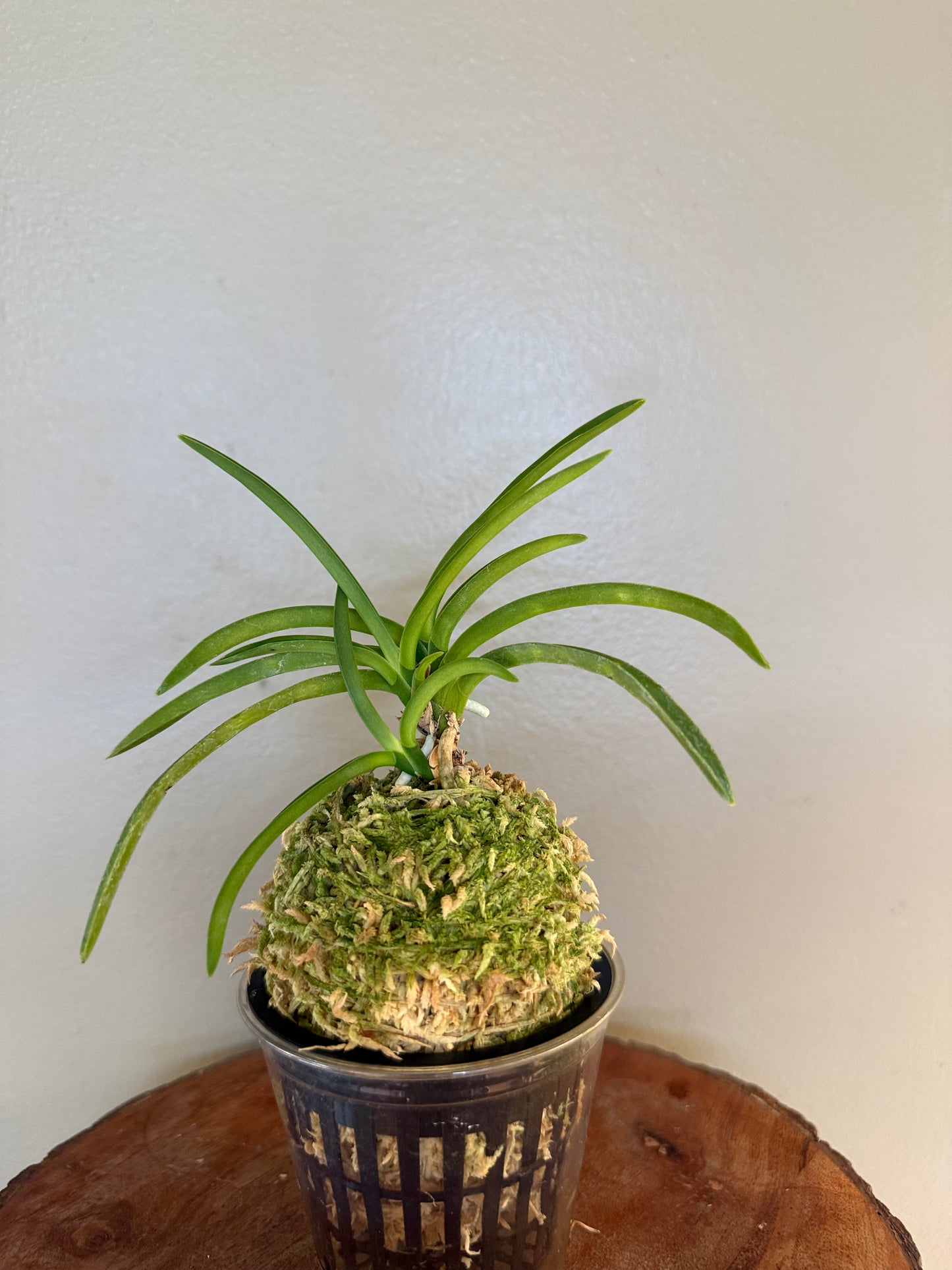Neofinetia falcata Jitsugekko 日月光