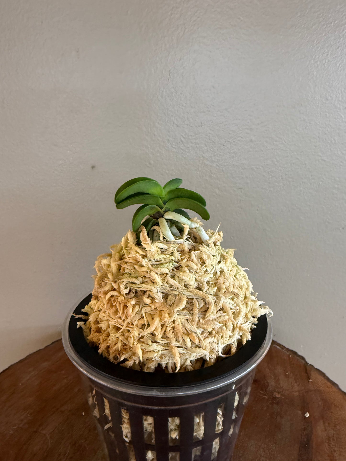 Neofinetia falcata Seikai 青海