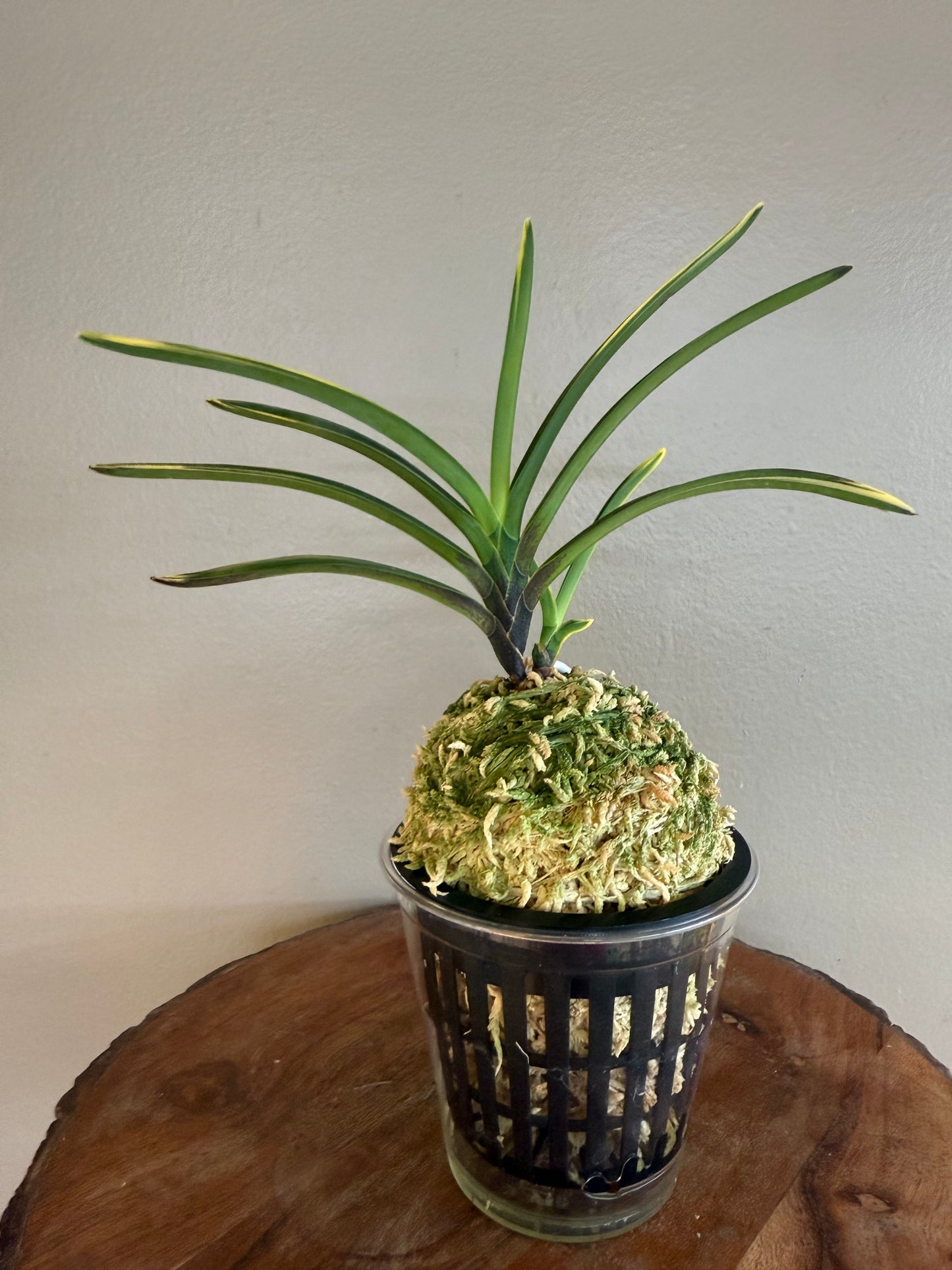 Neofinetia falcata Ouyashima 大八州