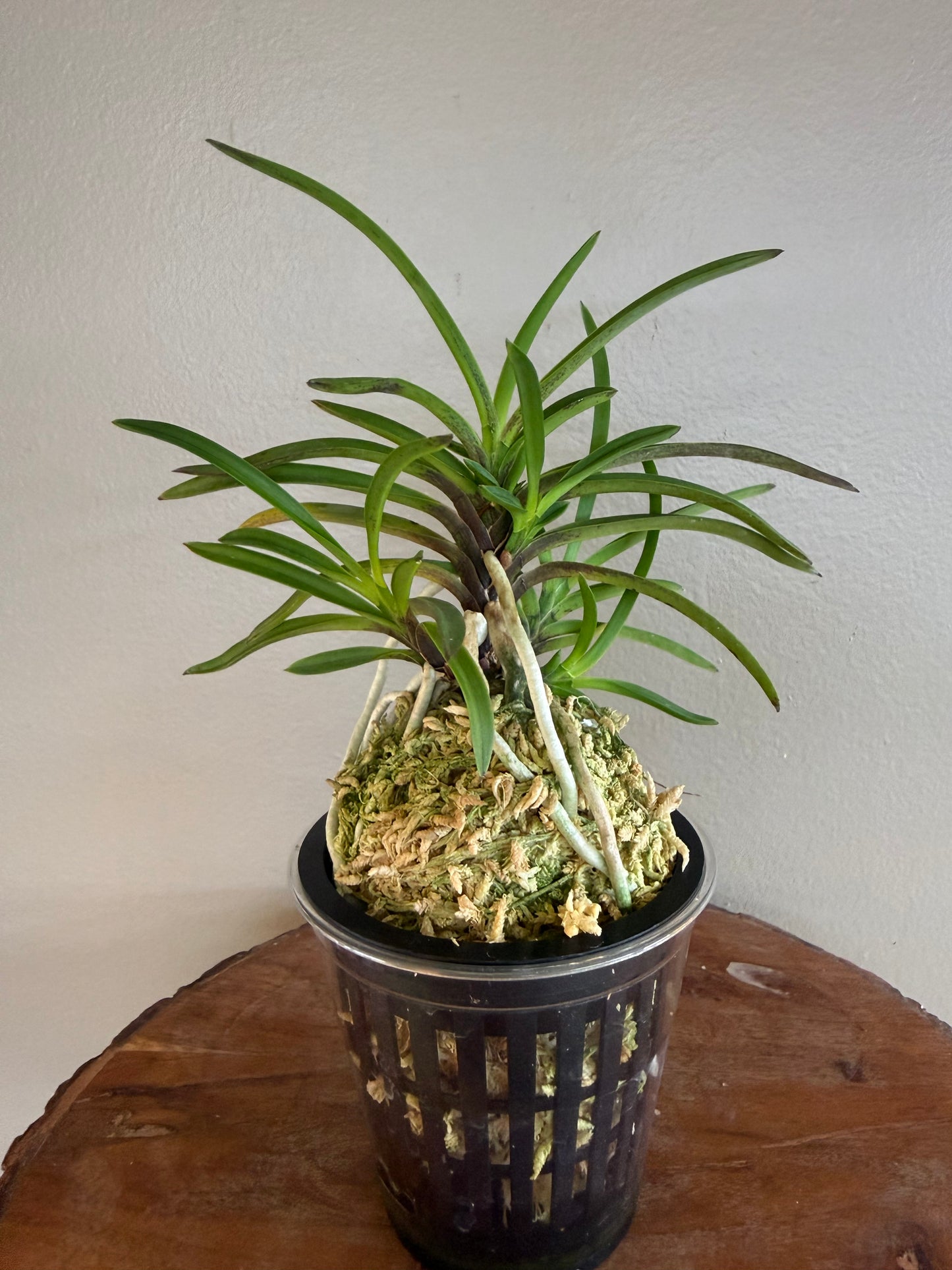 Neofinetia falcata Manjushage 曼珠沙華