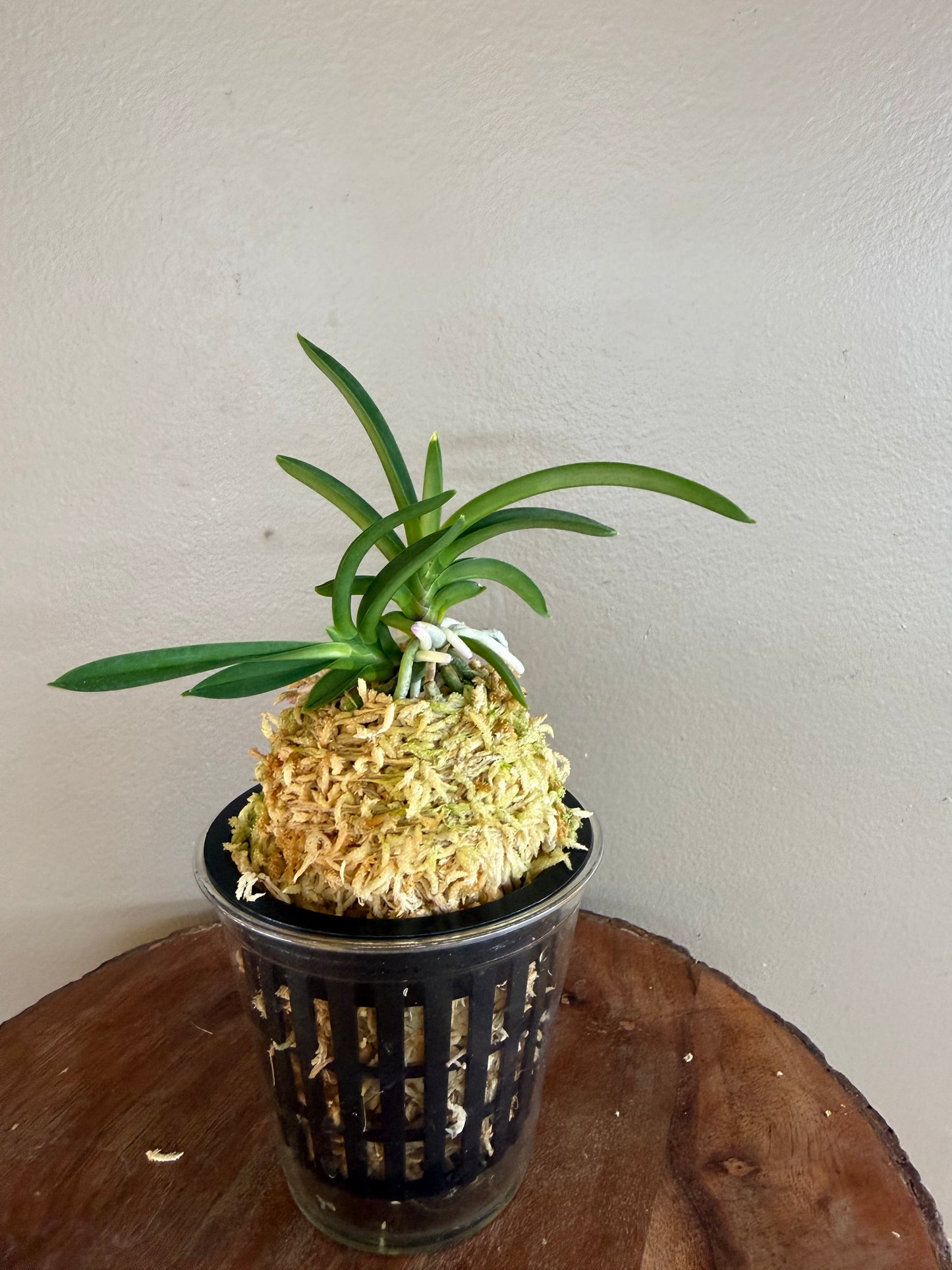 Neofinetia falcata Homeiden 豊明殿