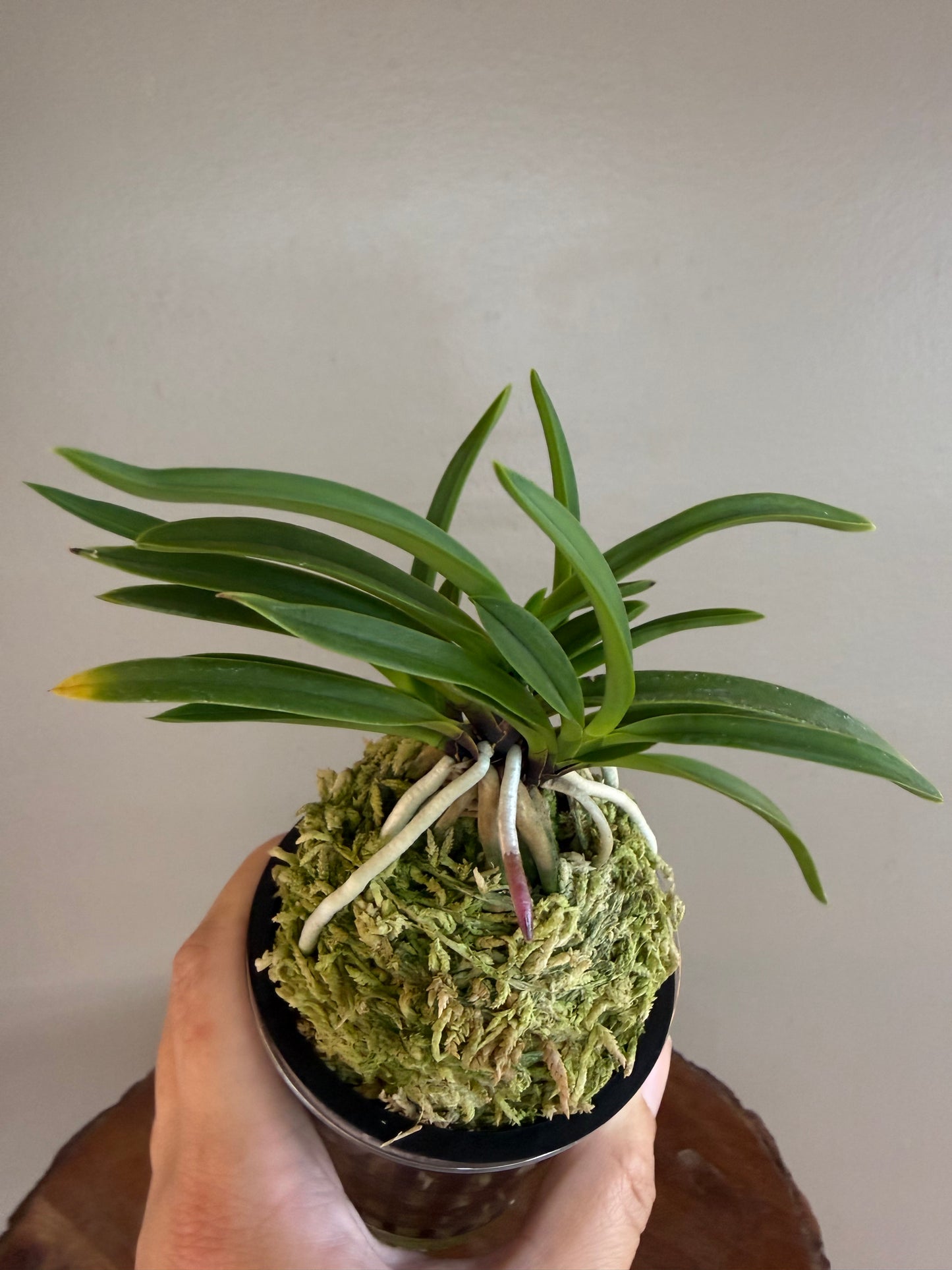 Neofinetia falcata Shutenno 朱天王