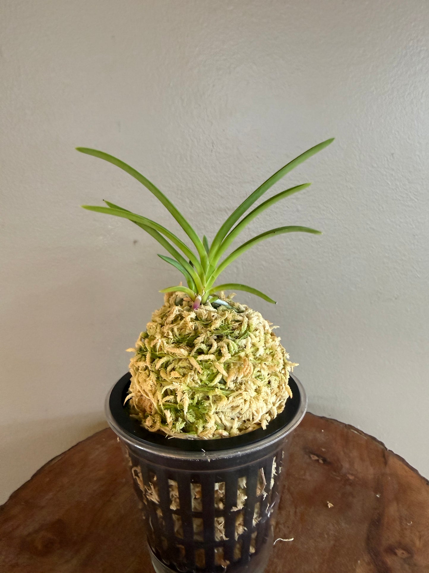 Neofinetia falcata Gongju 公主 (dark pink) Rare