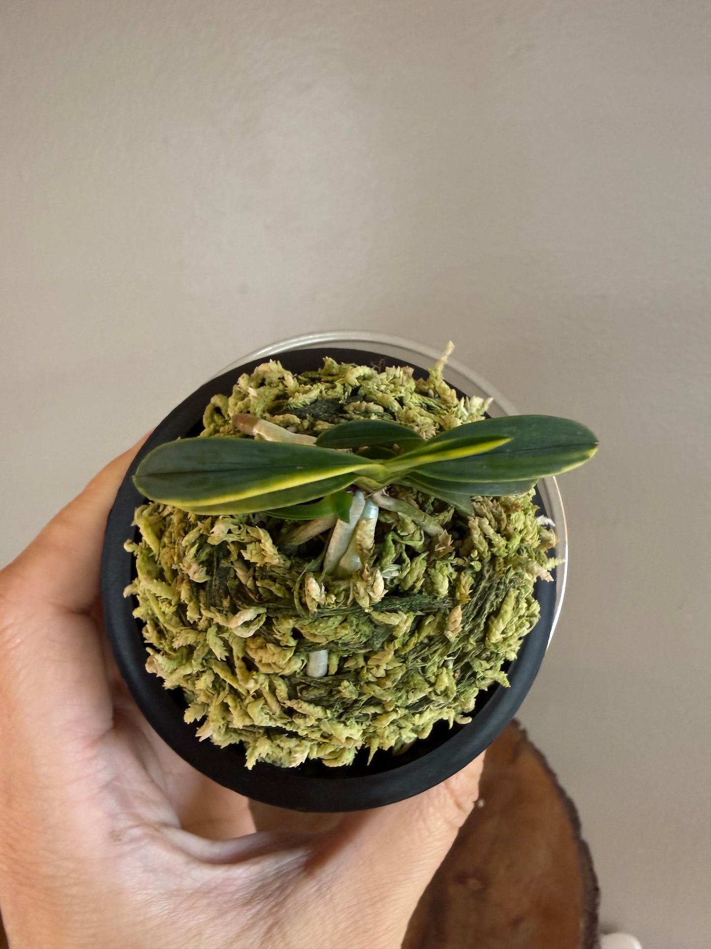 Neofinetia falcata Suikanishiki 翠華錦