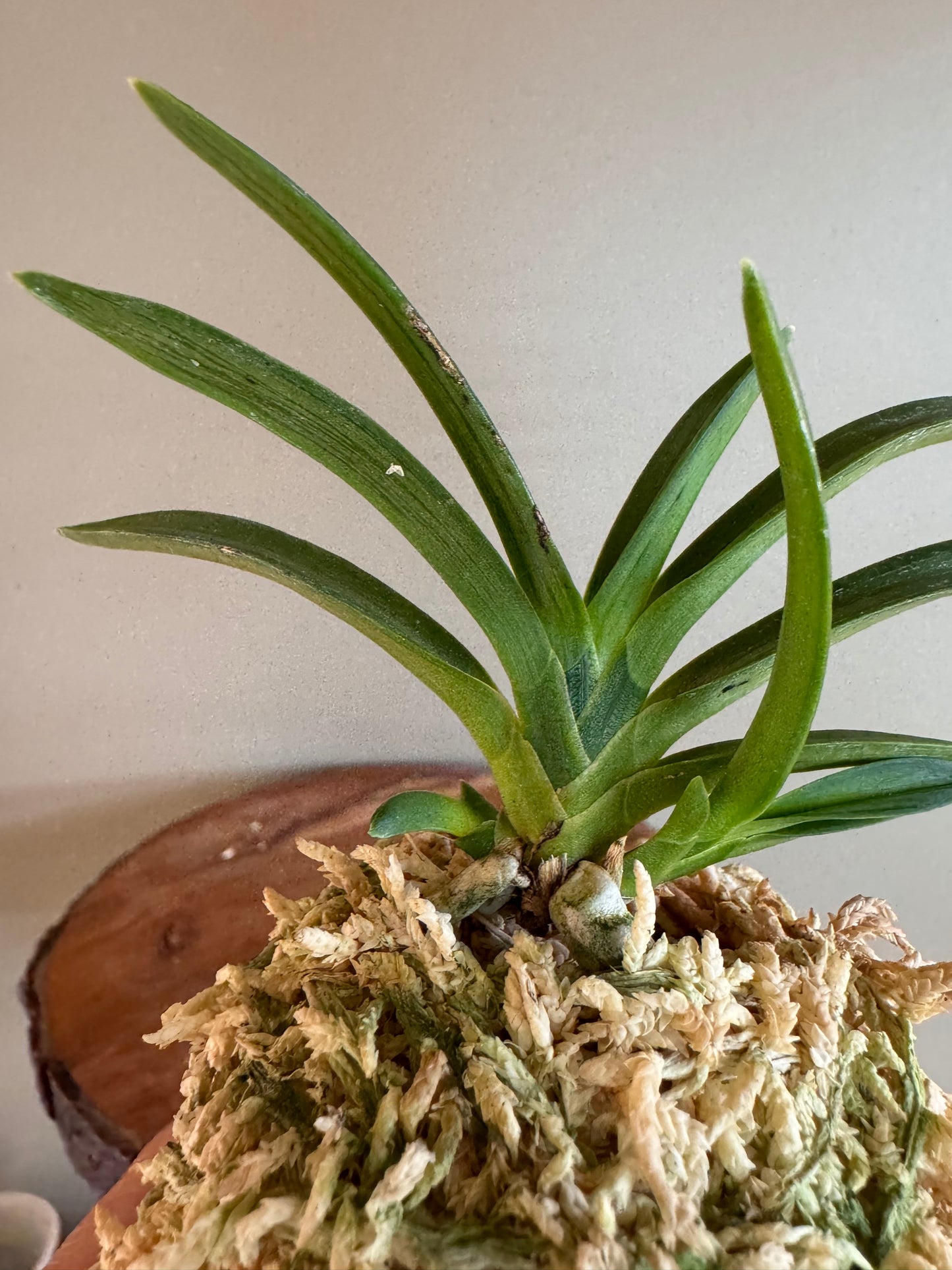 Neofinetia falcata Suminagashi 墨流