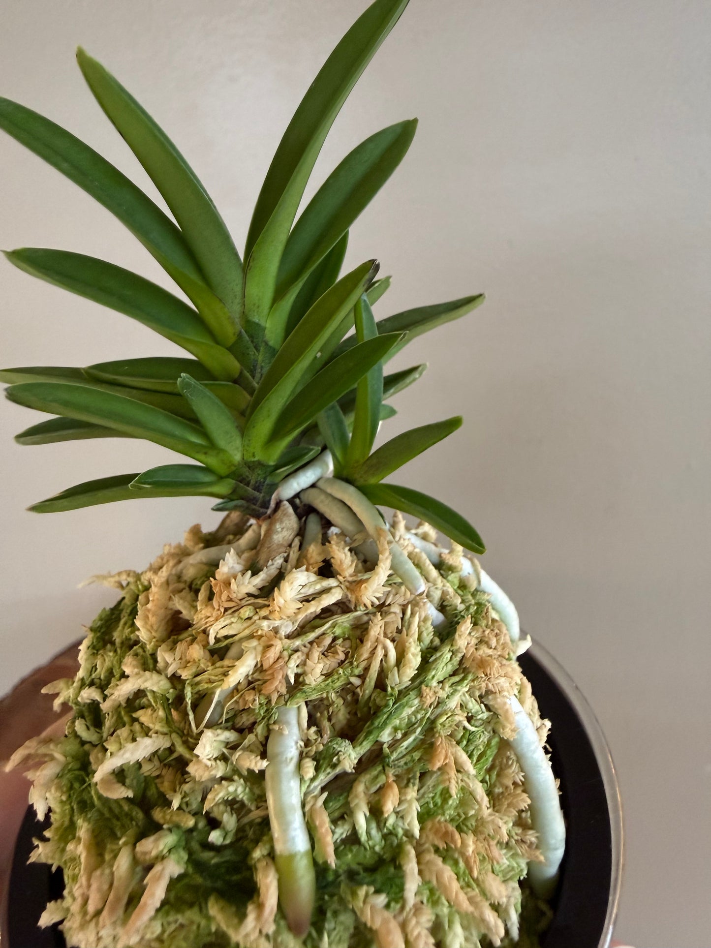 Neofinetia falcata Sekirei 鶺鴒