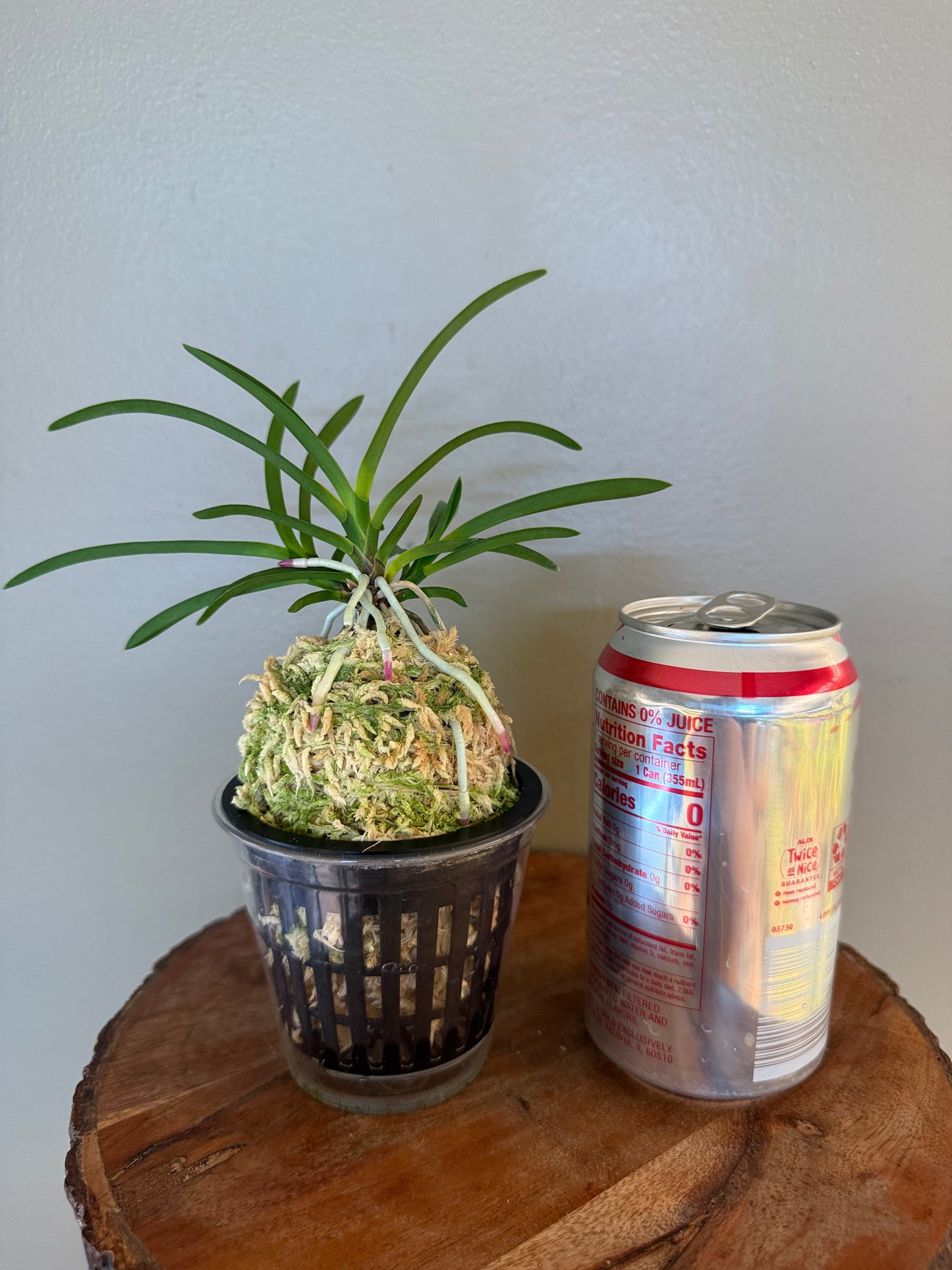Neofinetia falcata Koukiden 晃貴殿 (Ruby root)