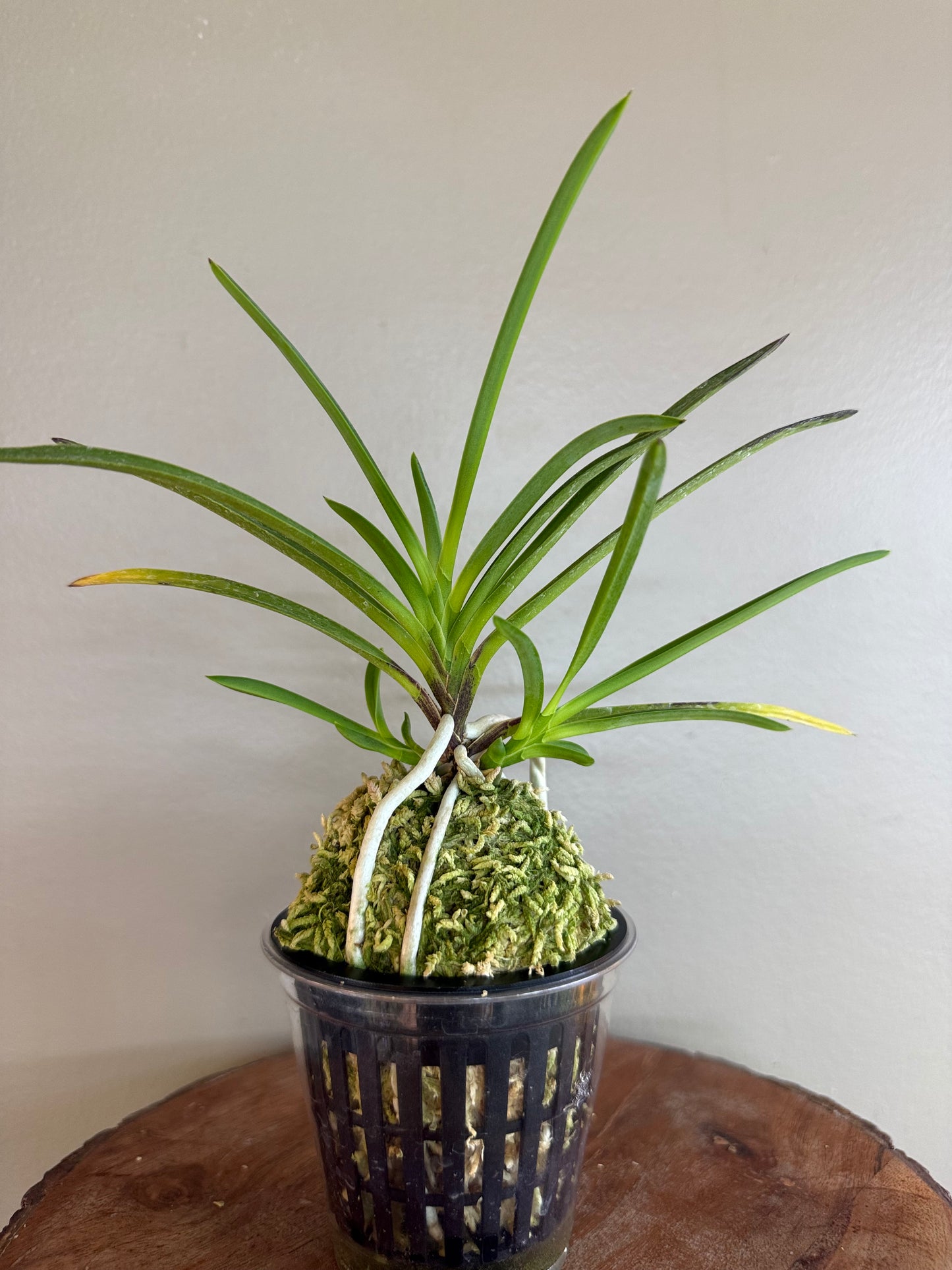 Neofinetia falcata Samjiyeon 三池淵