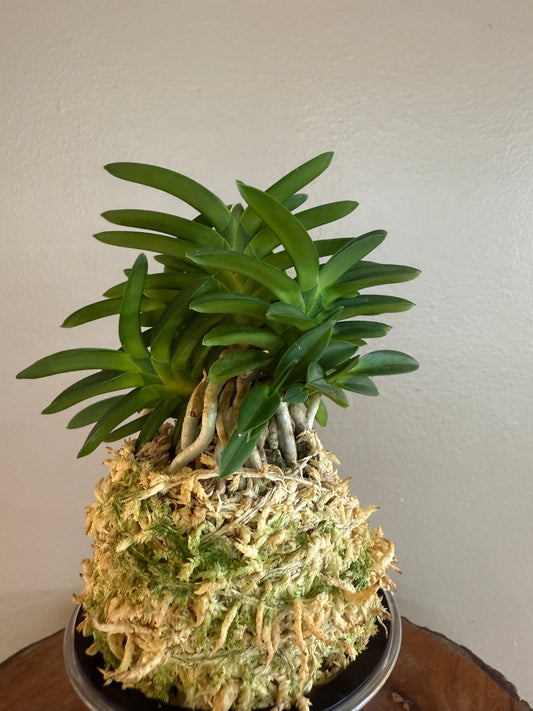 Neofinetia falcata Pungwolsan 豊月山