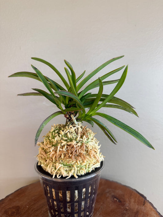 Neofinetia falcata Beniogi 紅扇