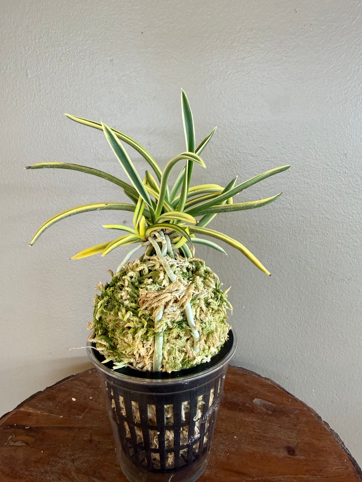 Neofinetia falcata Kotou Fukurin 湖東覆輪