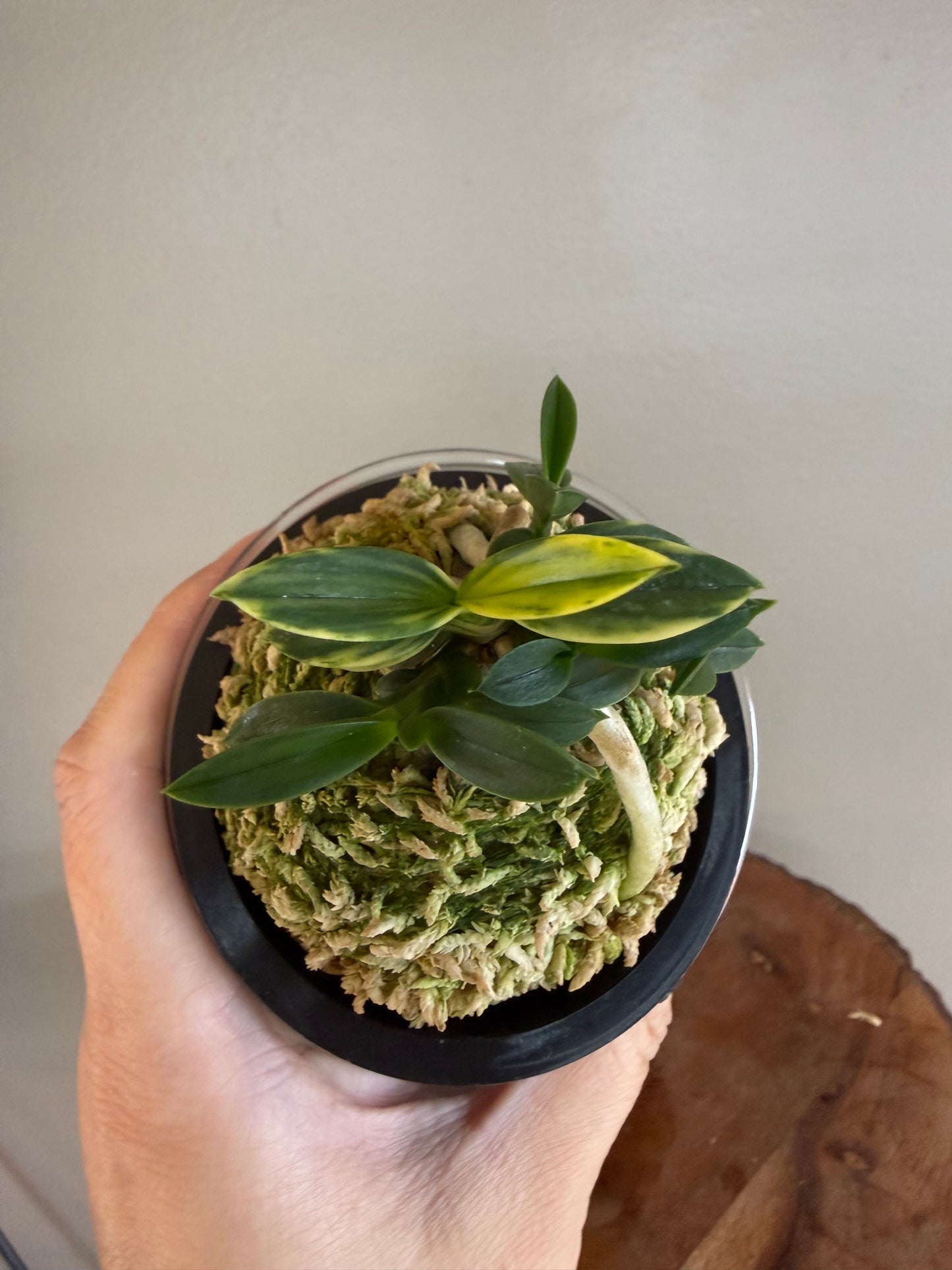 Neofinetia falcata Chwiwolho 翠月湖