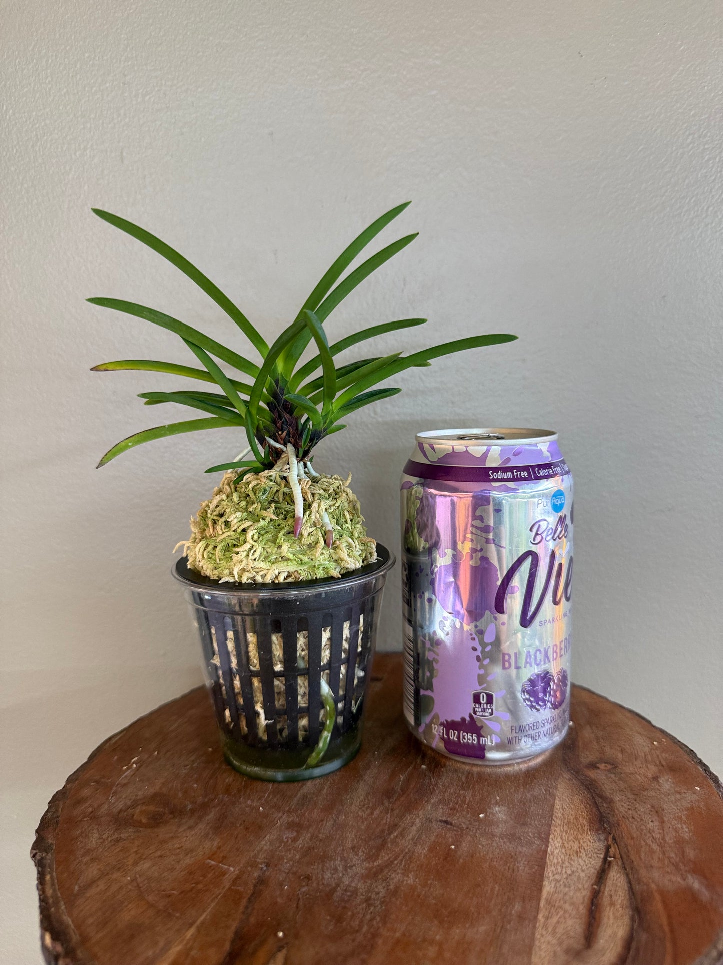 Neofinetia falcata Hanakanzashi 花簪