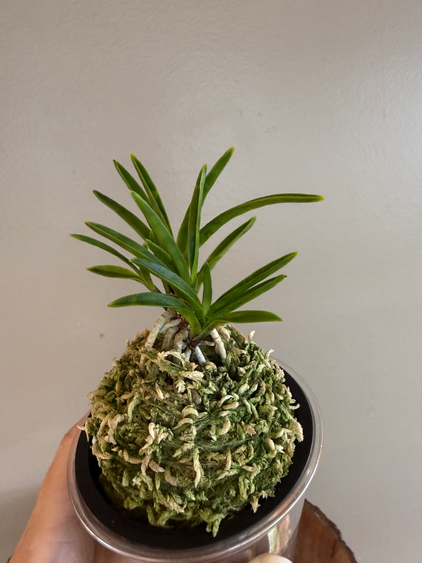 Neofinetia falcata Kinkosei 金光星