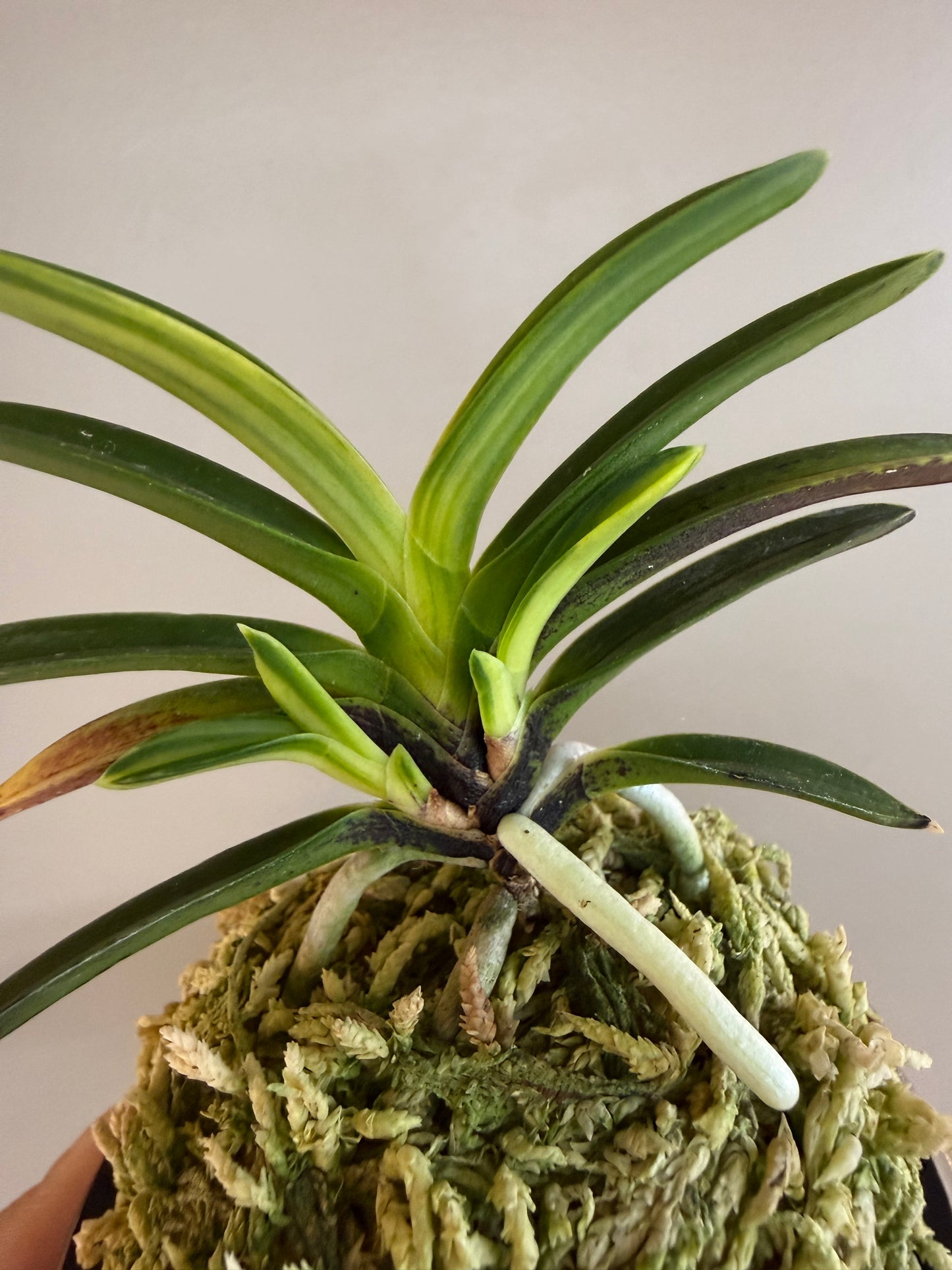 Neofinetia falcata Yomeimon 陽明門