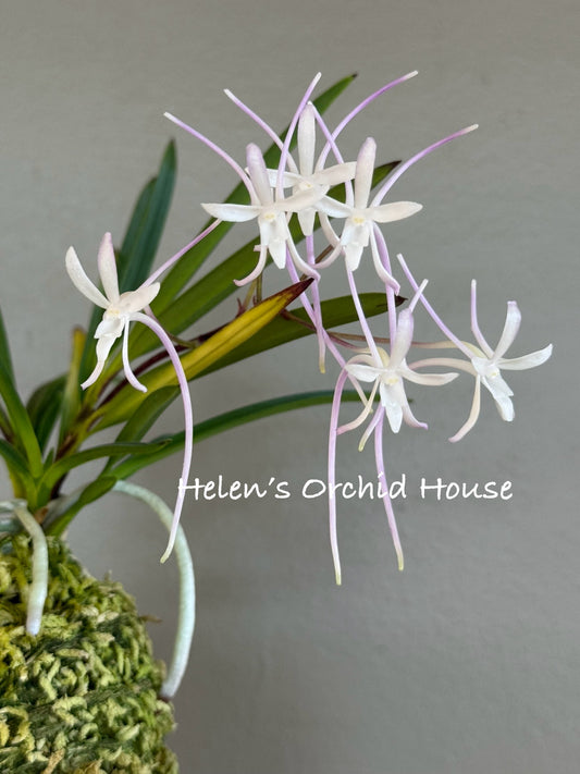 Neofinetia falcata Samhongjeon(Manjushage+Raiko) 三紅殿