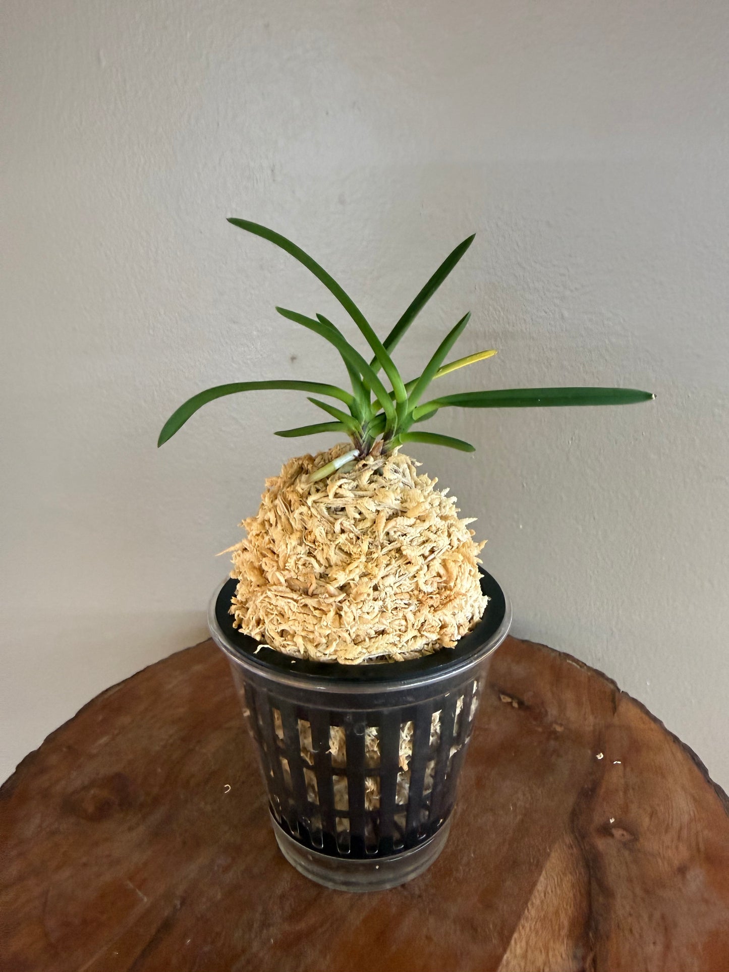 Neofinetia falcata Benitengu 紅天狗