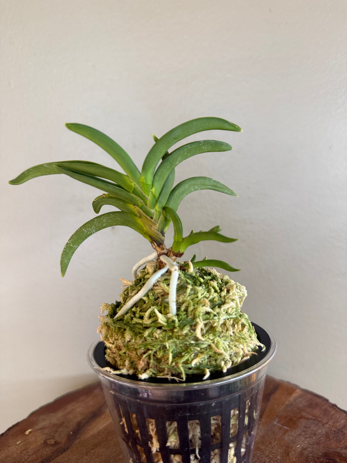 Neofinetia falcata Himiko 卑弥呼