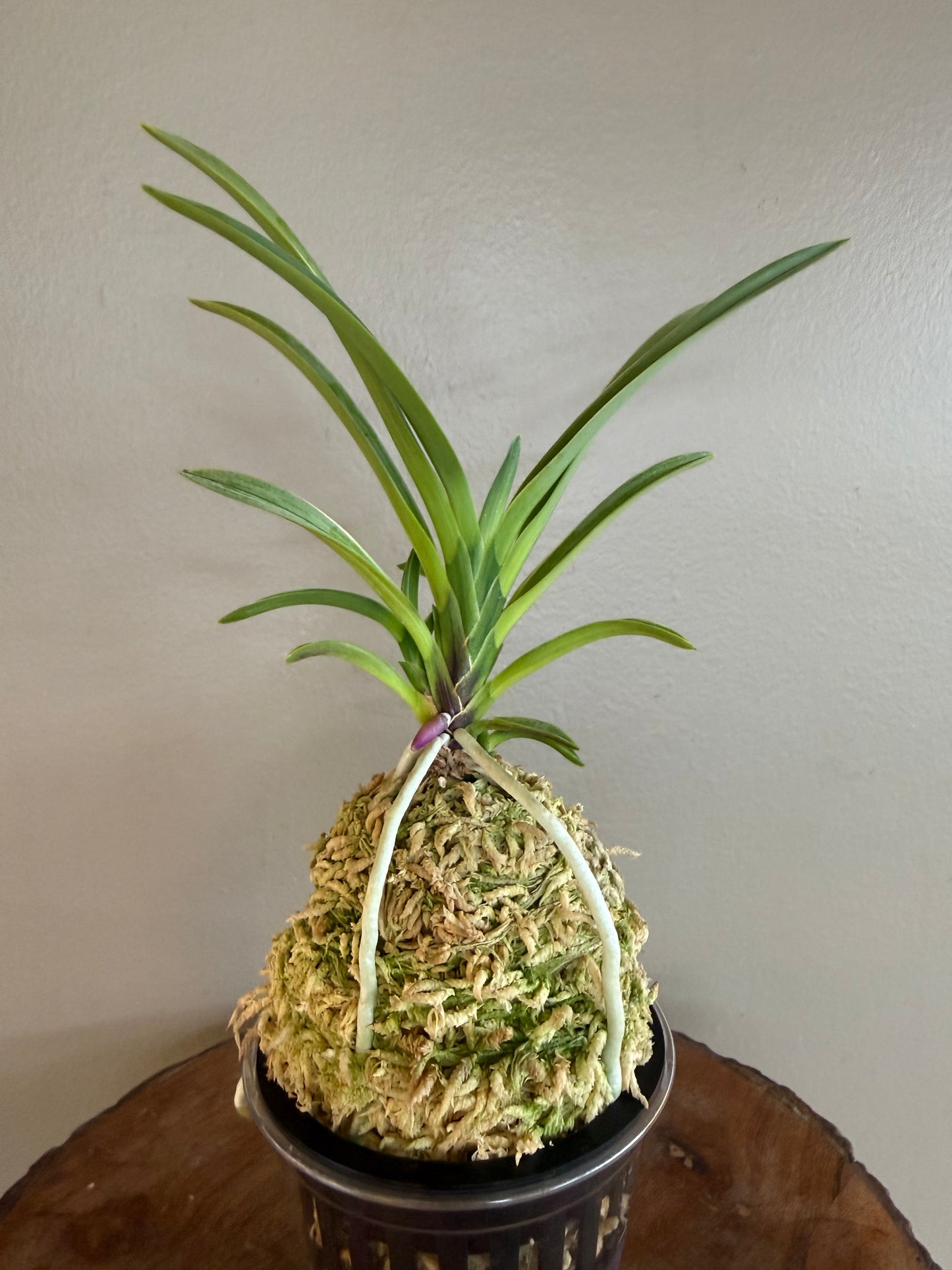 Neofinetia falcata Nishiryonishiki 西凌錦