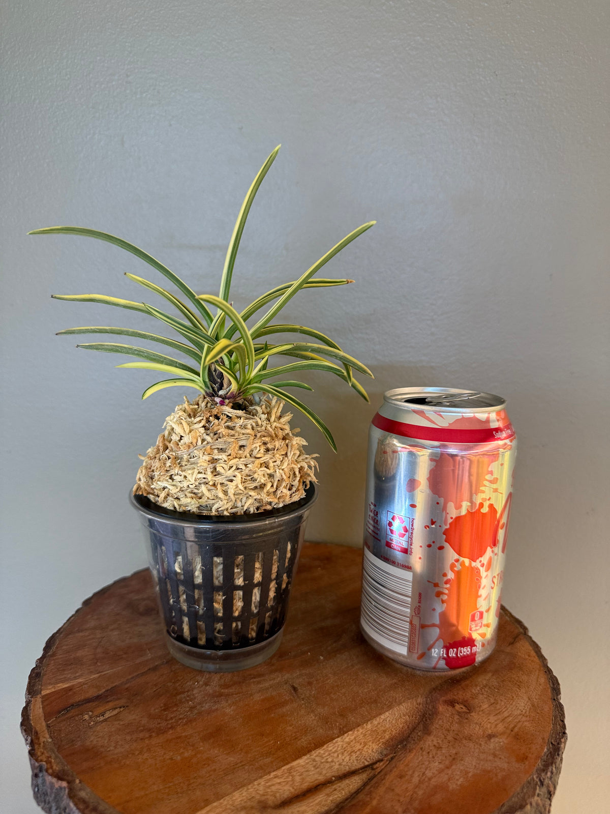 Neofinetia falcata Higashidemiyako 東出都