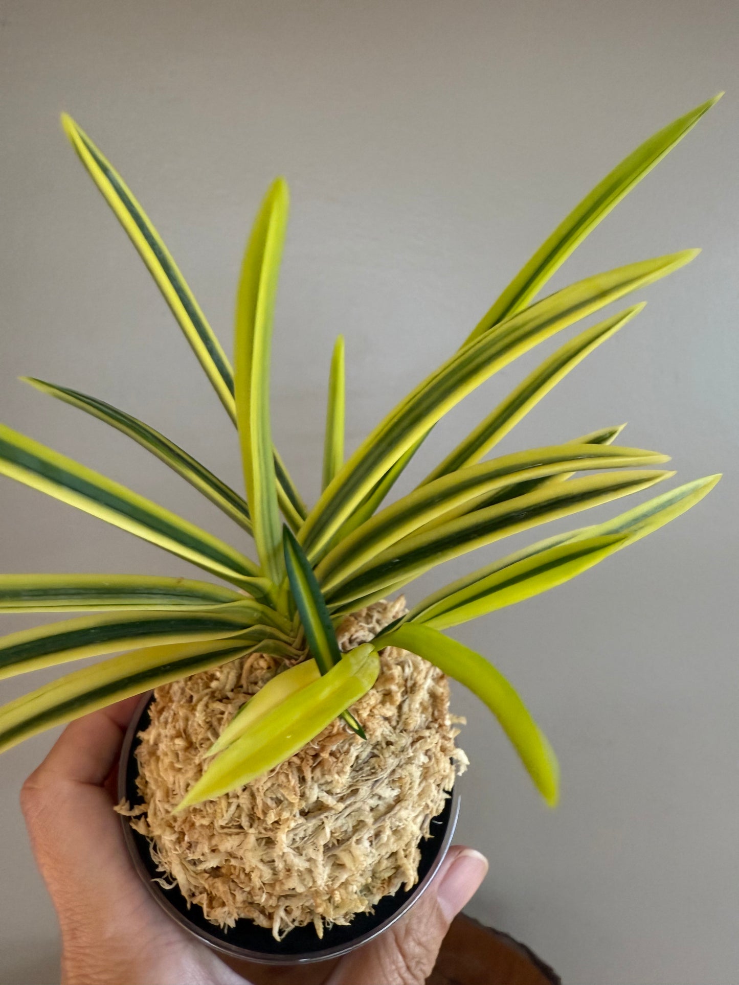 Neofinetia falcata Tenkei Fukurin 天恵覆輪