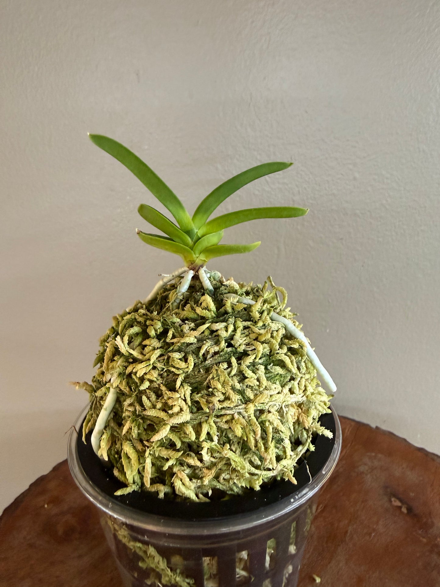 Neofinetia falcata Geumjeong 金頂