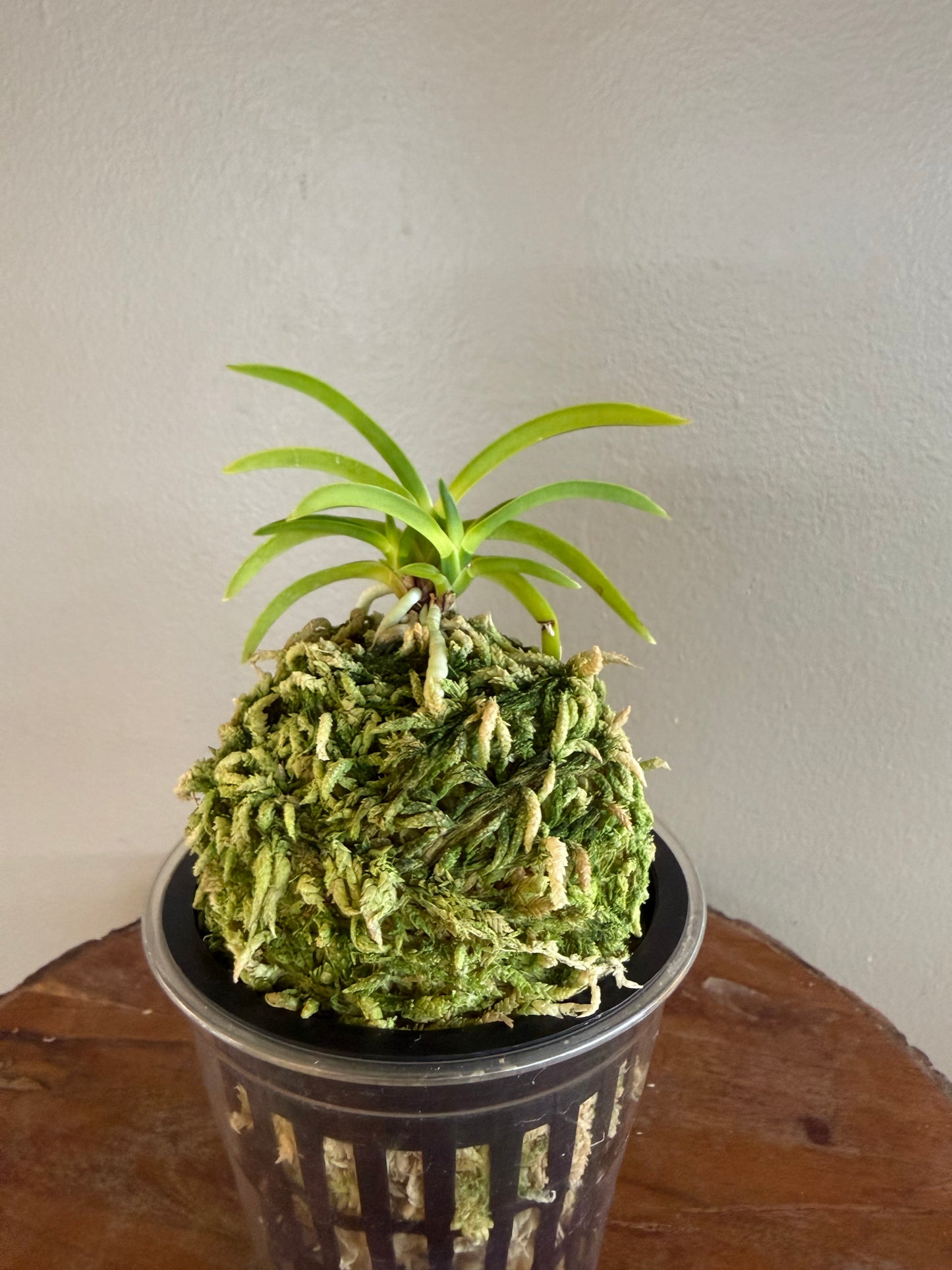Neofinetia falcata Jomon no Hikari 縄文の光