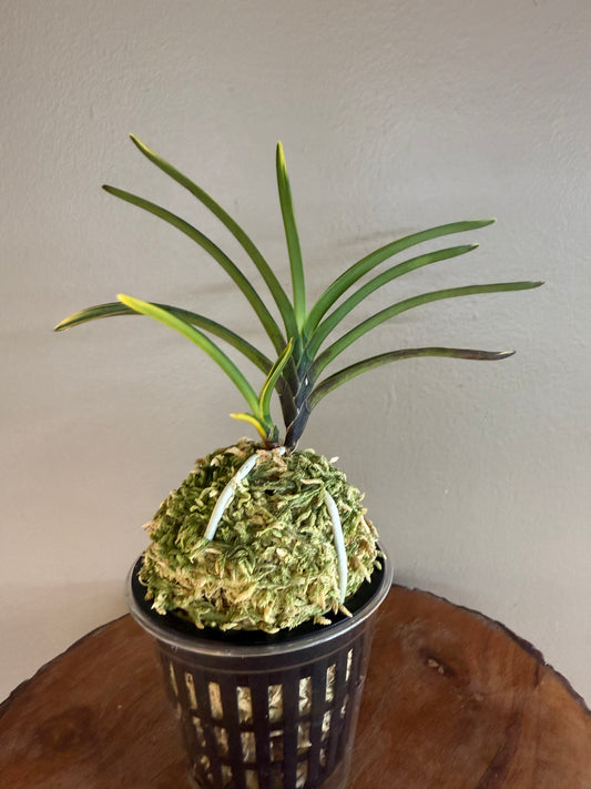 Neofinetia falcata Ouyashima 大八州