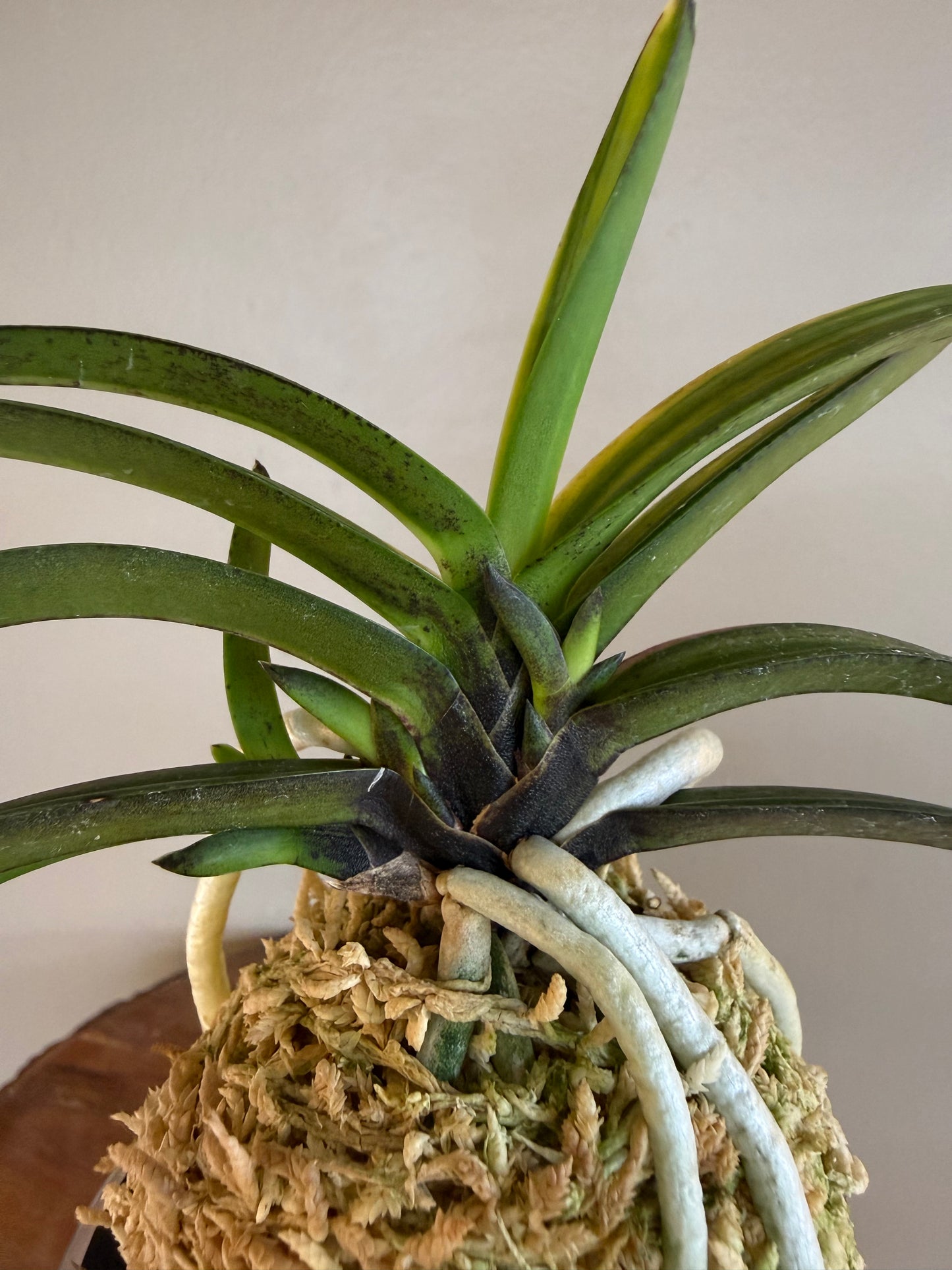 Neofinetia falcata Cheonjiyeon 天池淵