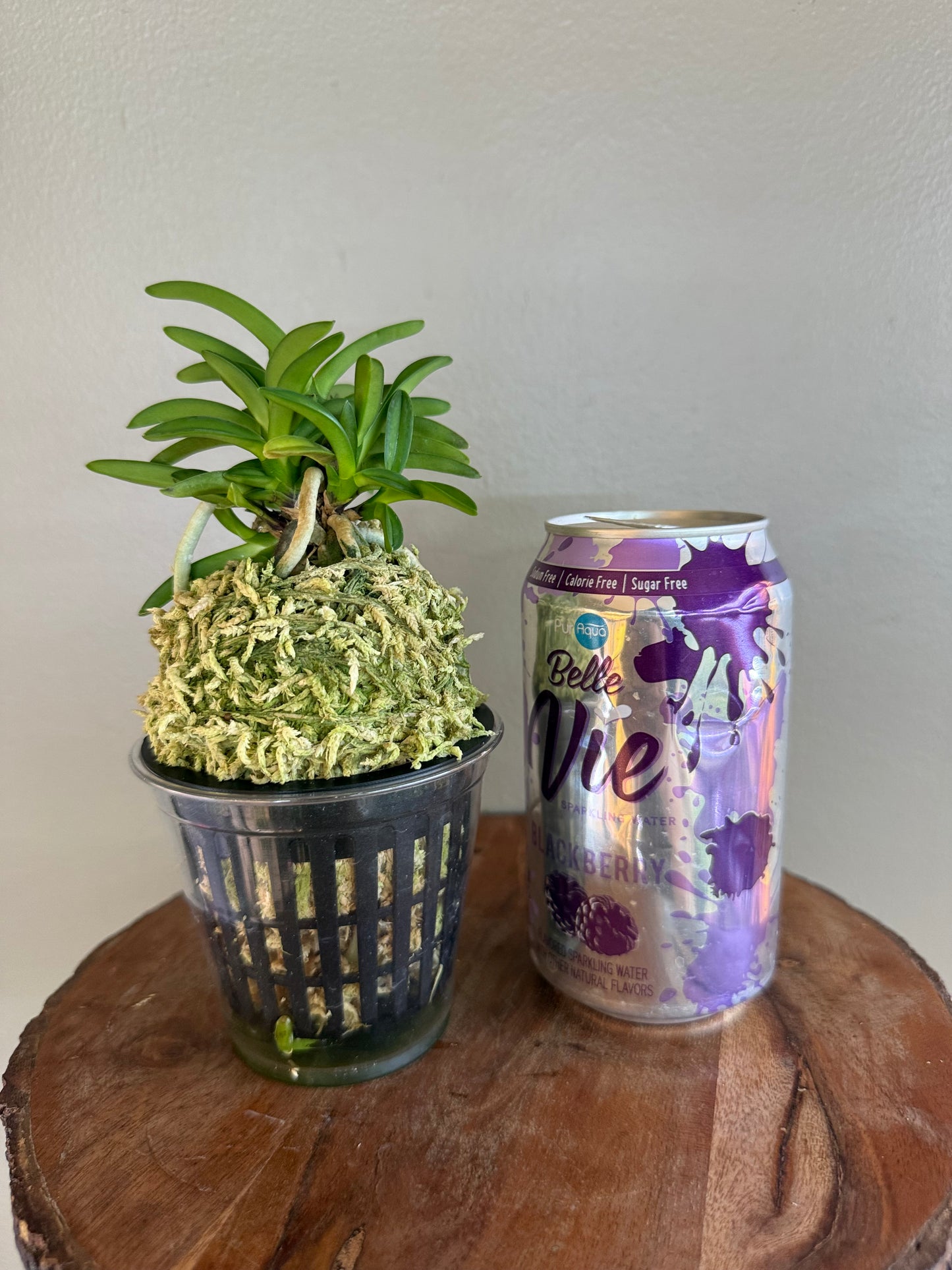Neofinetia falcata Seidai 聖代