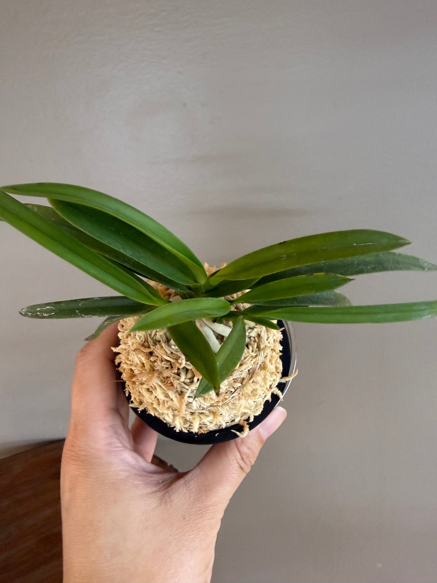 Neofinetia falcata Honghyeon 紅玄