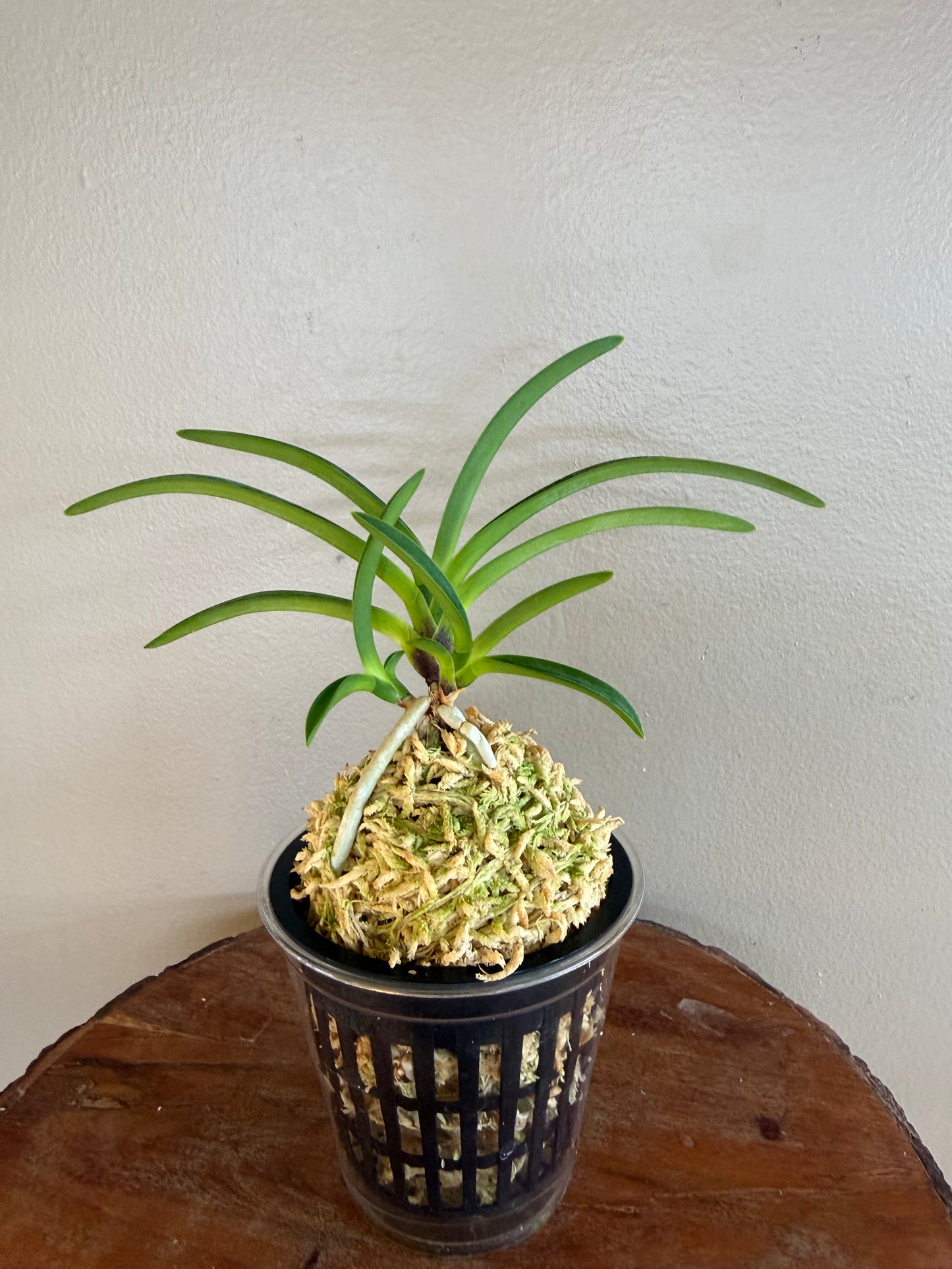 Neofinetia falcata Tennyo no Mai 天女の舞