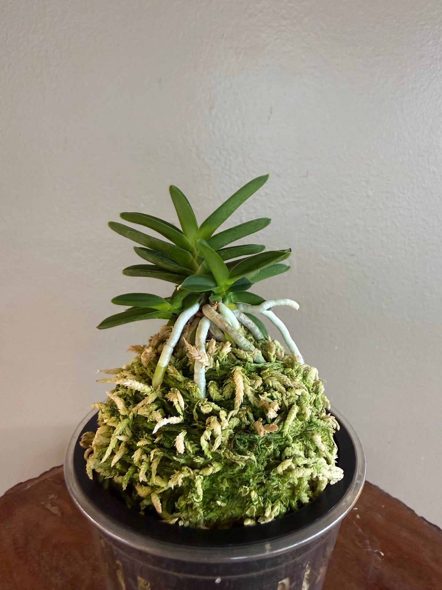 Neofinetia falcata Kirinmaru 麒麟丸