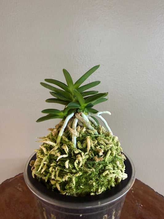 Neofinetia falcata Kirinmaru 麒麟丸
